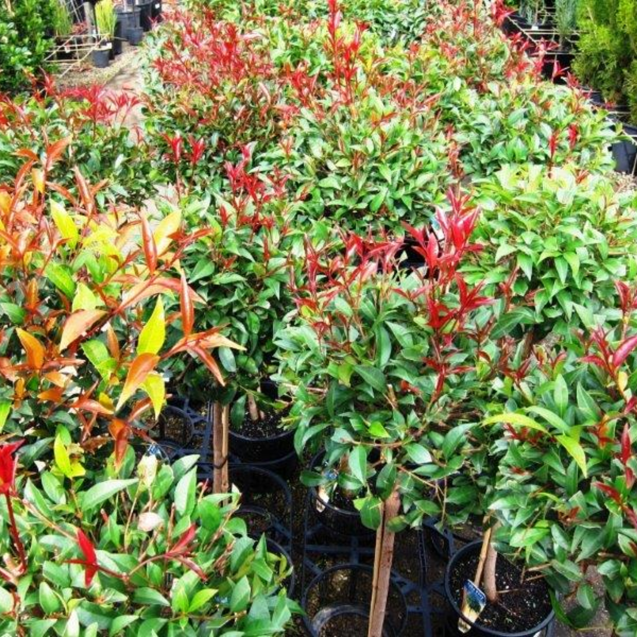 Lilly Pilly - Brush Cherry - Syzygium australe