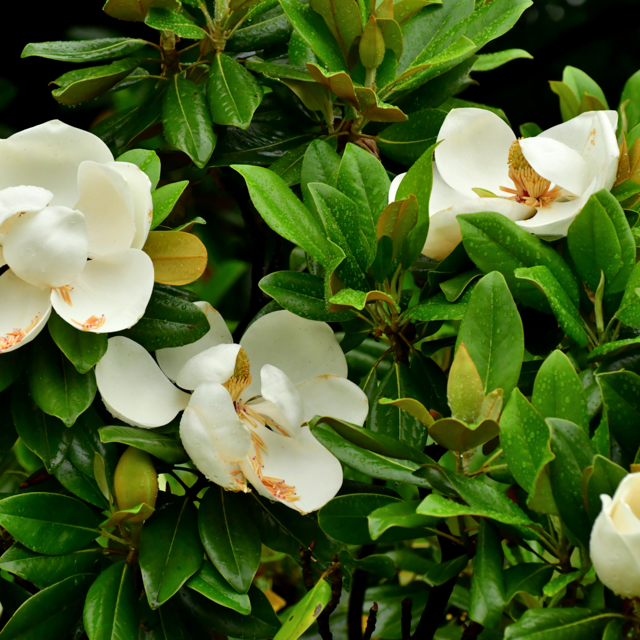 Magnolia Greenback - Magnolia grandiflora Greenback
