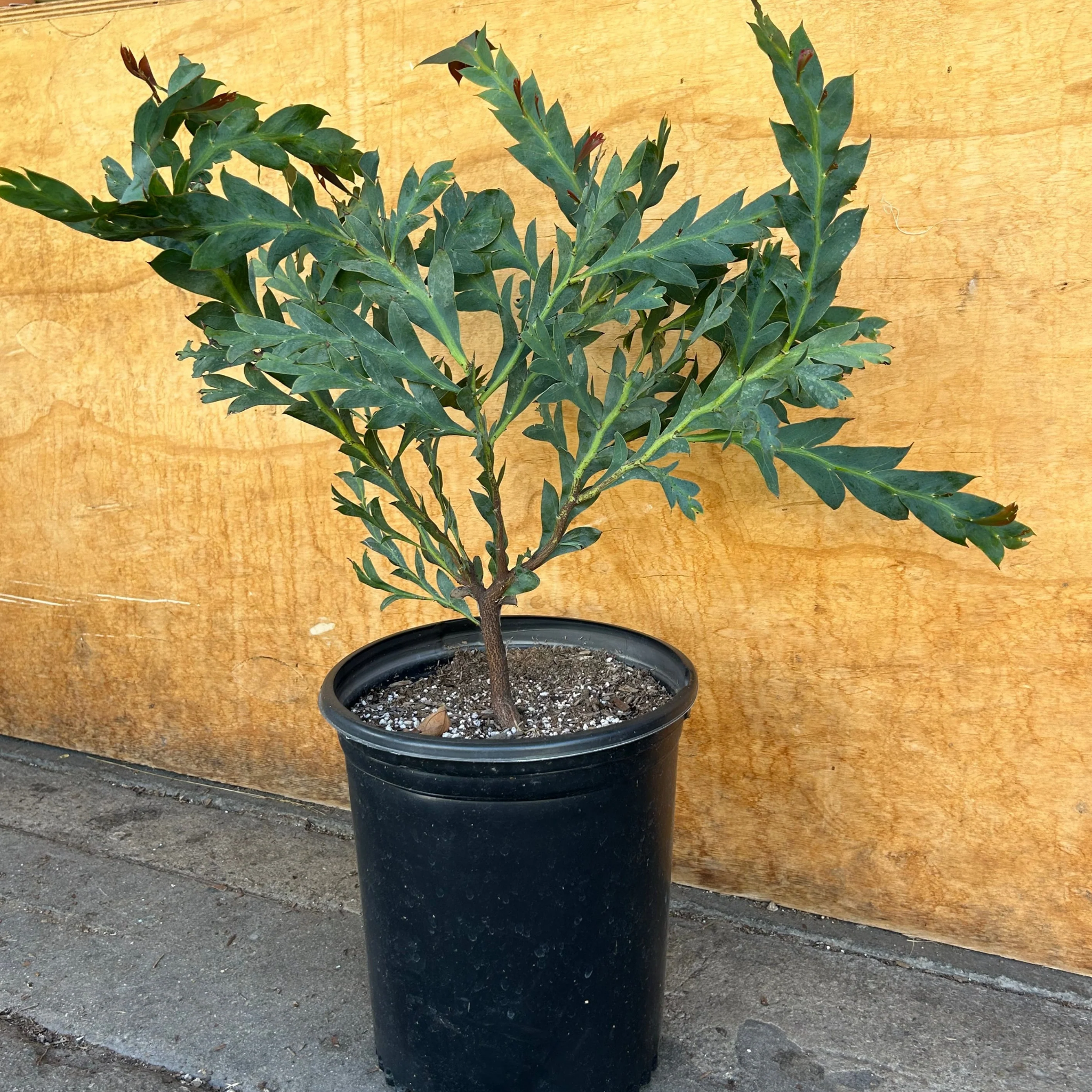 Potted plant on a concrete surface with a wooden background