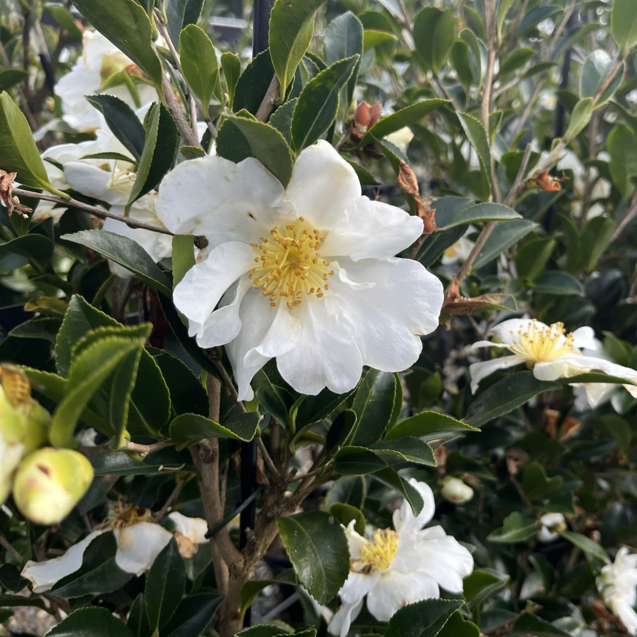 Camellia Setsugekka - Camellia sasanqua 'Setsugekka'