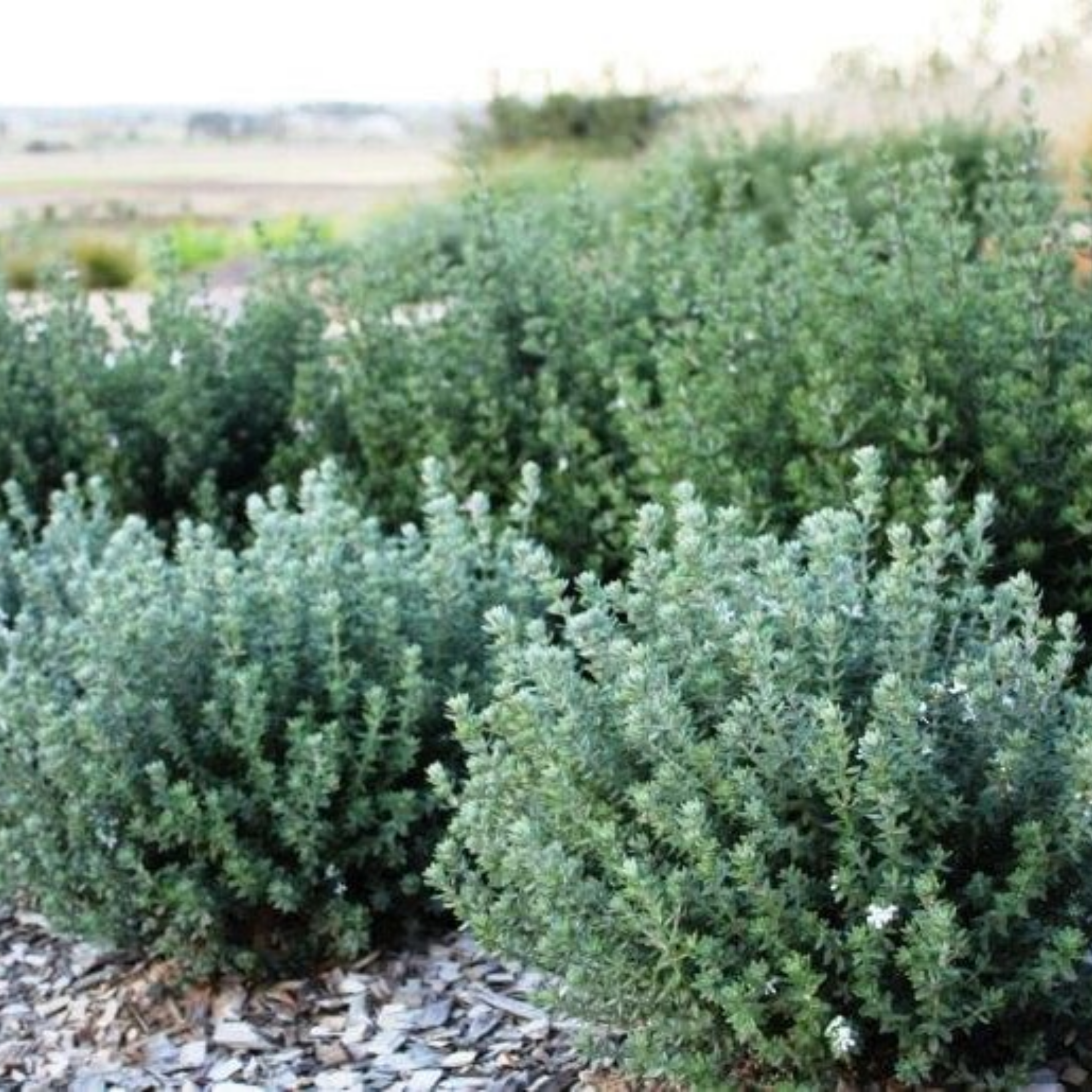 Grey Box Native Rosemary - Westringia fruticosa Grey Box