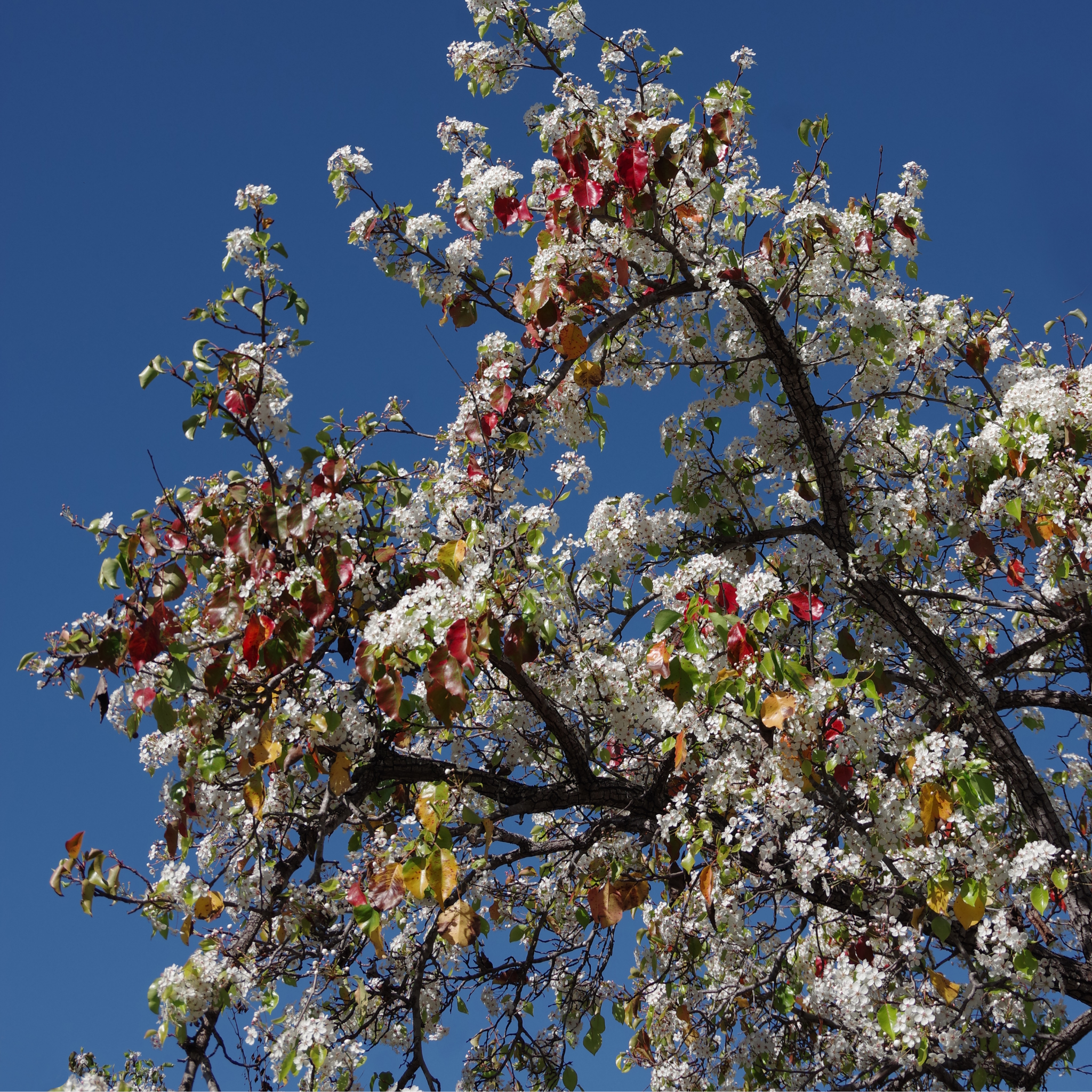 Ornamental Callery Pear Cleveland Select - Pyrus calleryana Cleveland Select