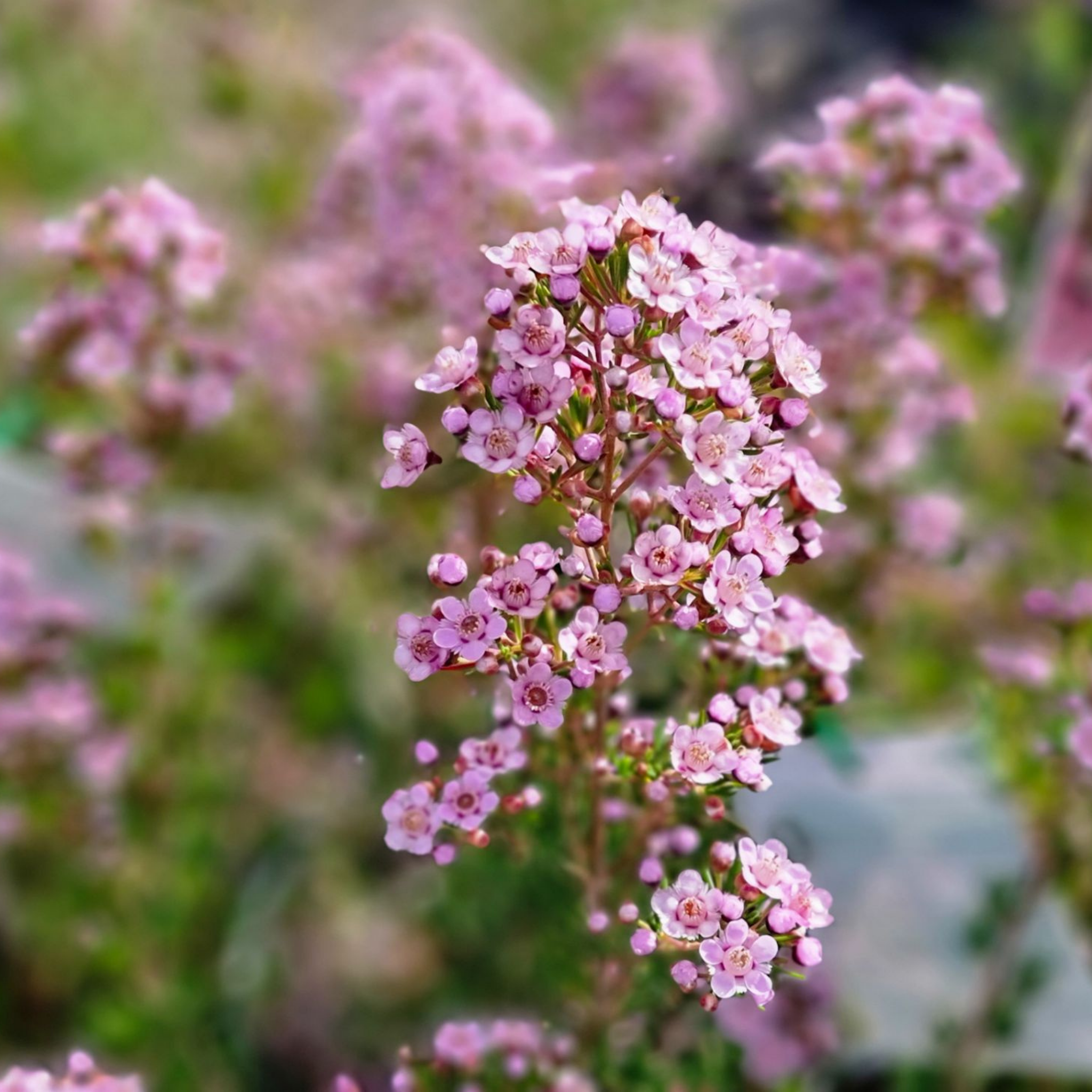Paddys Pink Waxflower - Chamelaucium verticordia 'Paddys Pink'