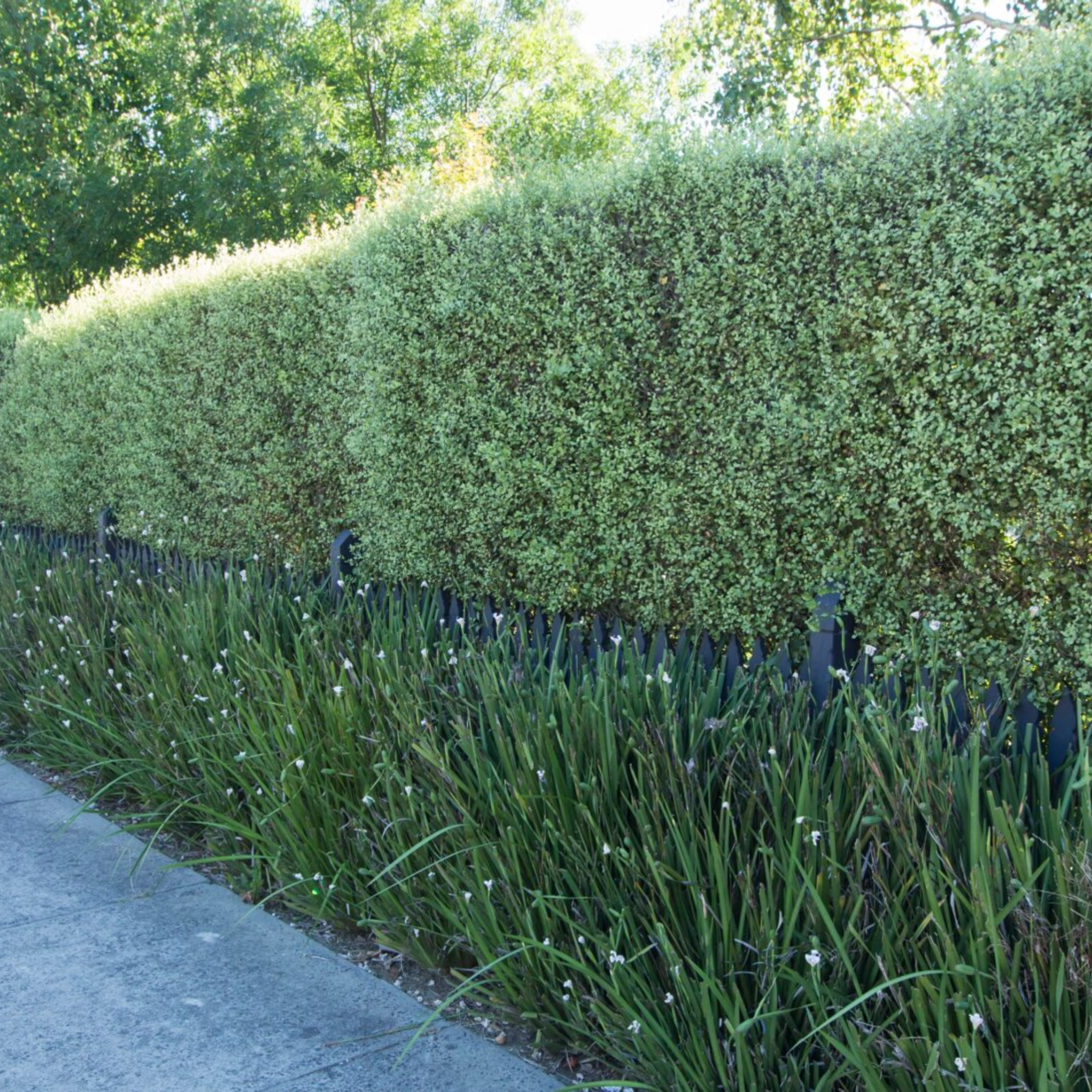 Tall green hedge with a sidewalk and trees in the background
