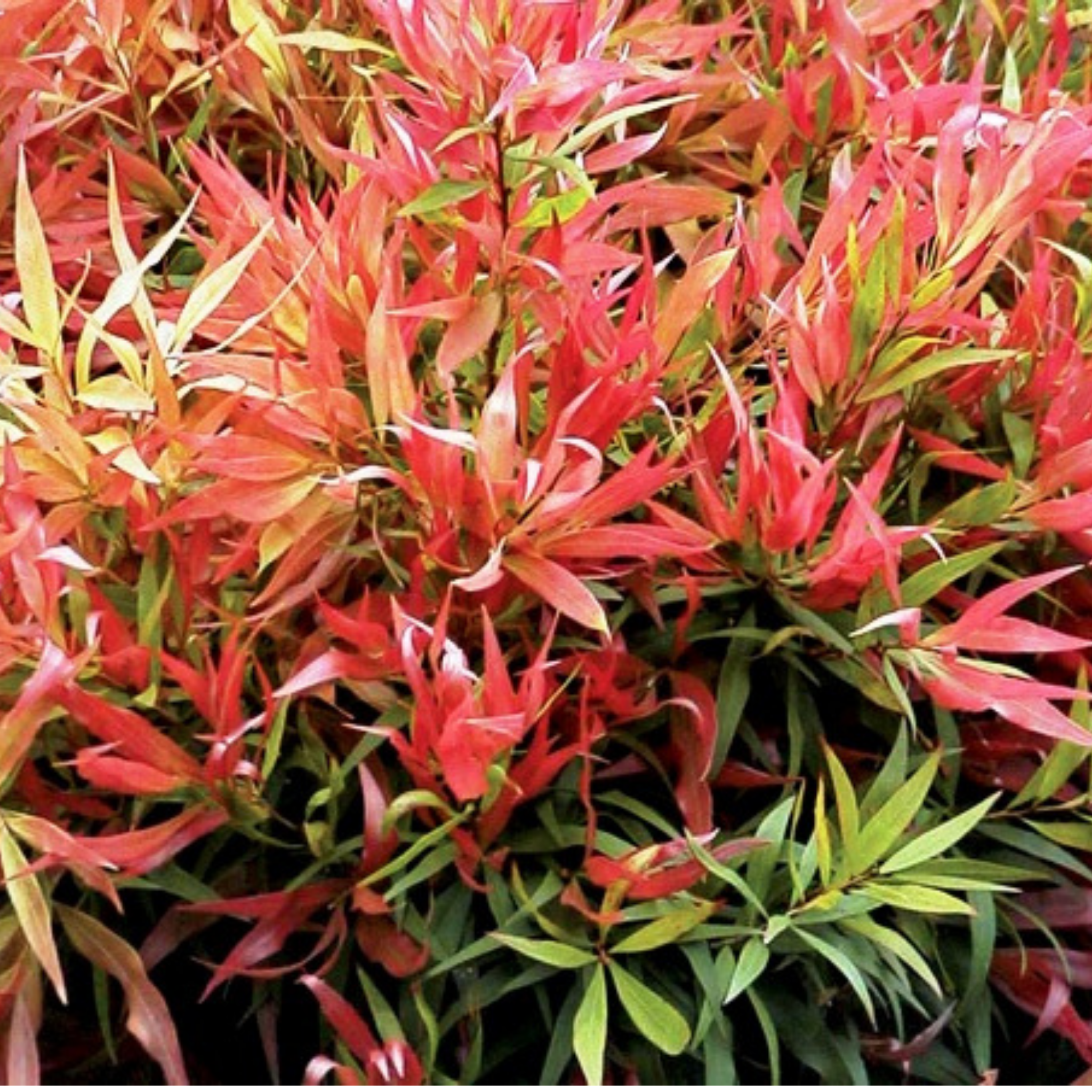 Great balls of Fire Bottlebrush - Callistemon salignus 'Great Balls of Fire’