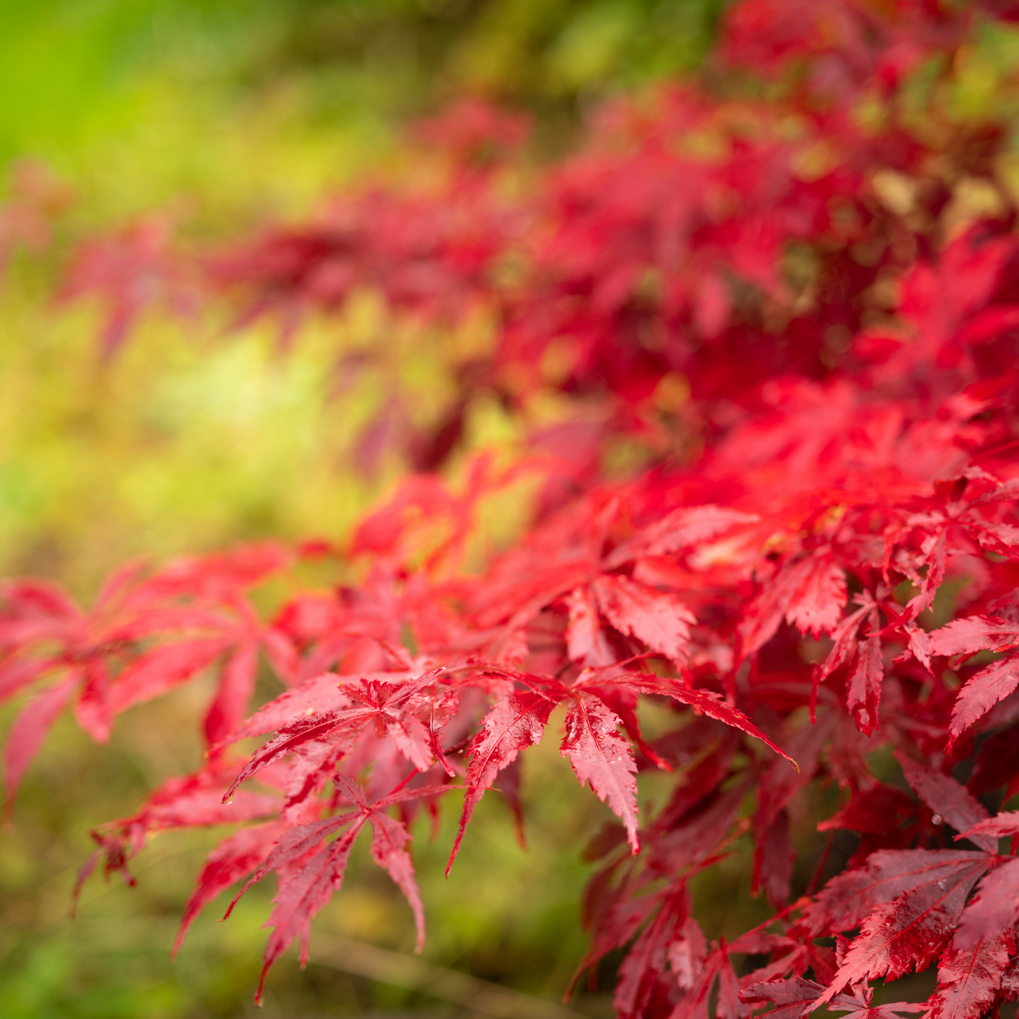 Weeping Japanese Maple - Acer palmatum Dissectum