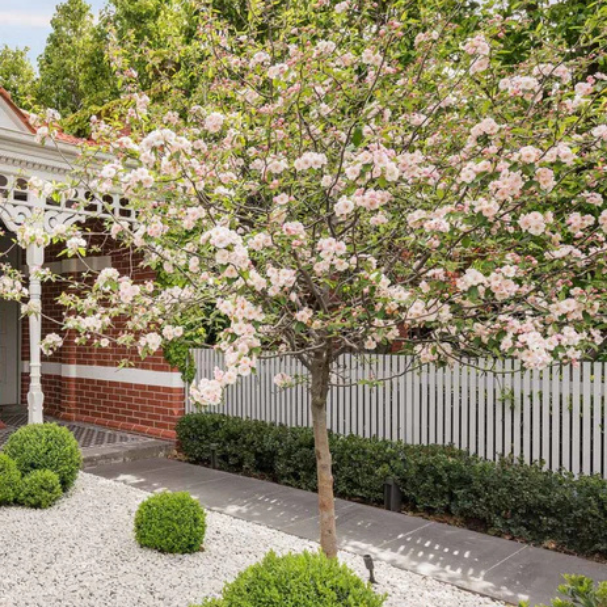 Double Flowering Prairie Crabapple - Malus ioensis Plena