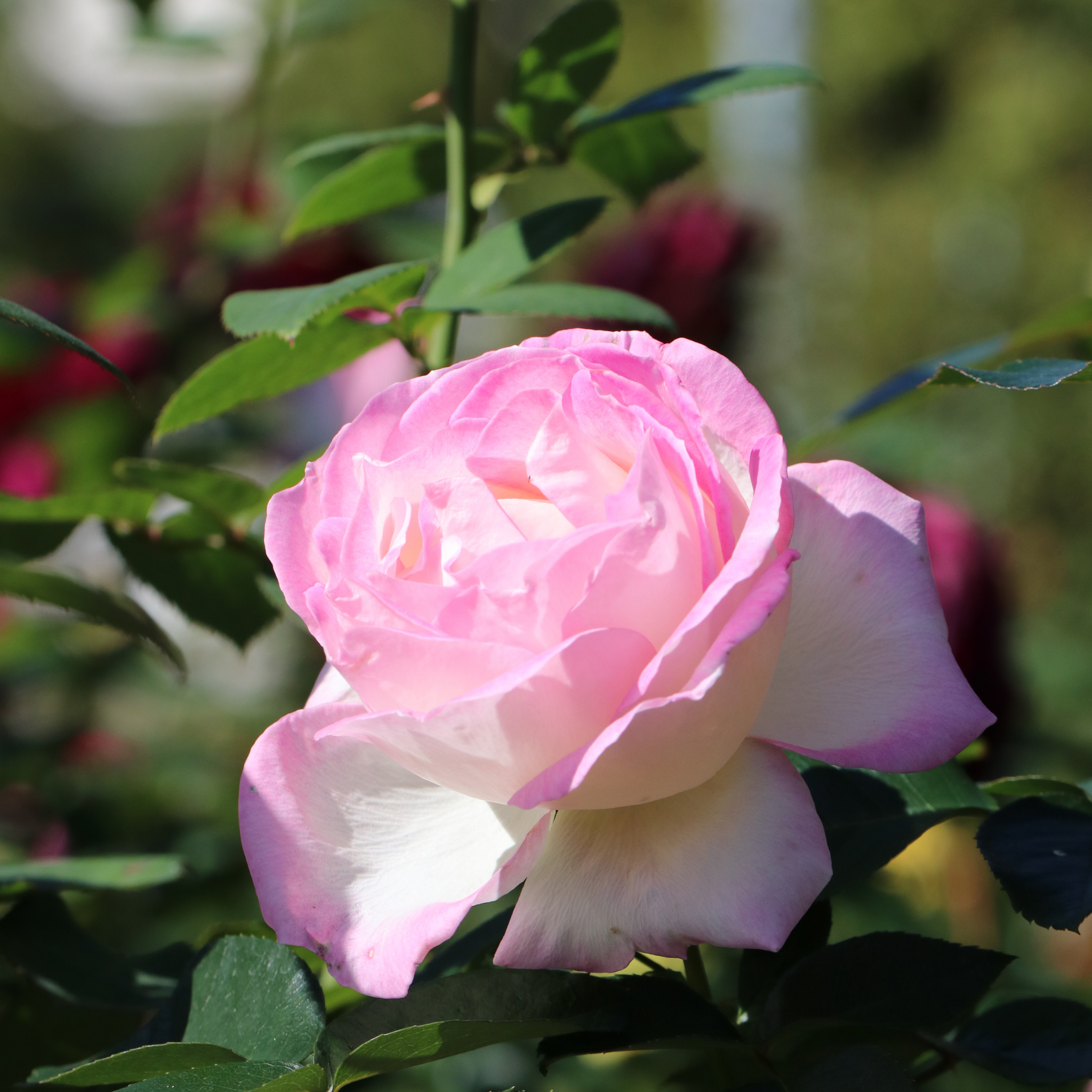 Princesse De Monaco Hybrid Tea Rose - Rosa Princesse De Monaco