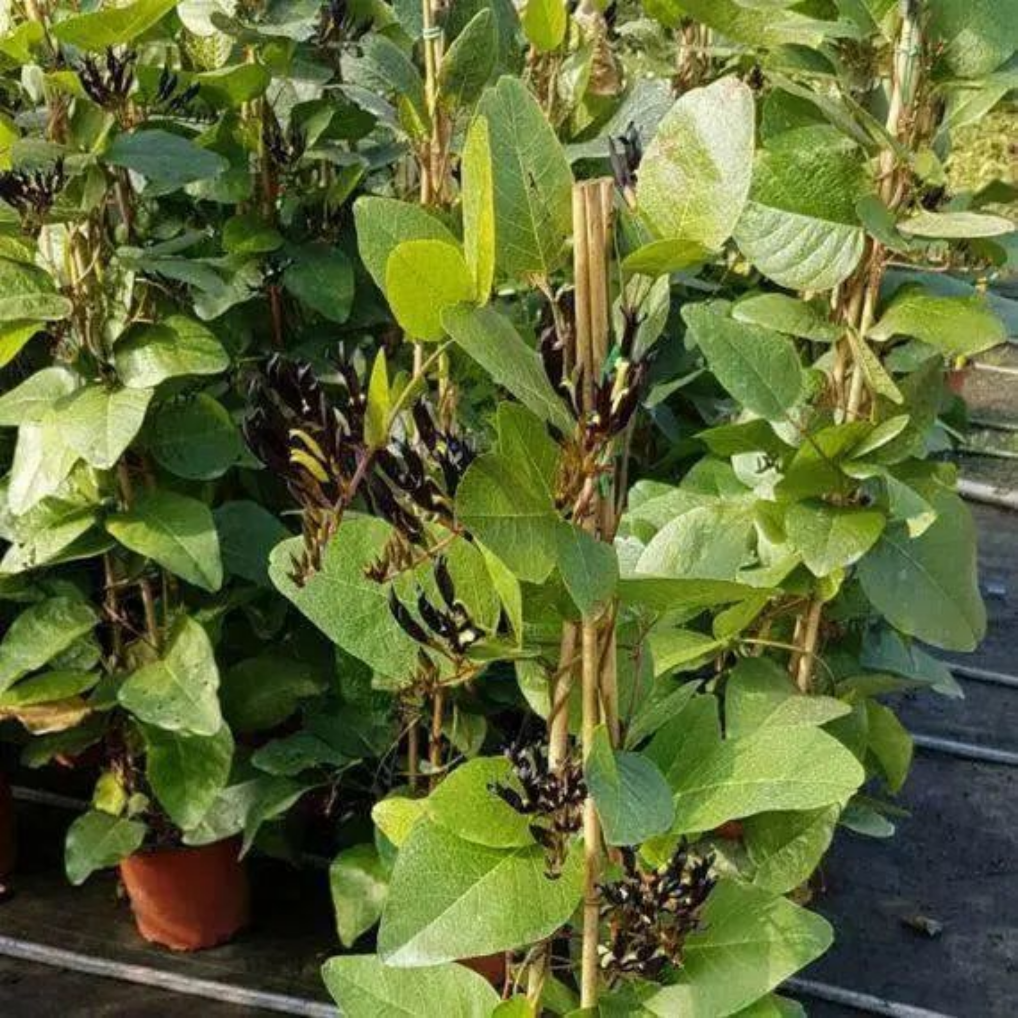 Black Coral Pea - Kennedia nigricans