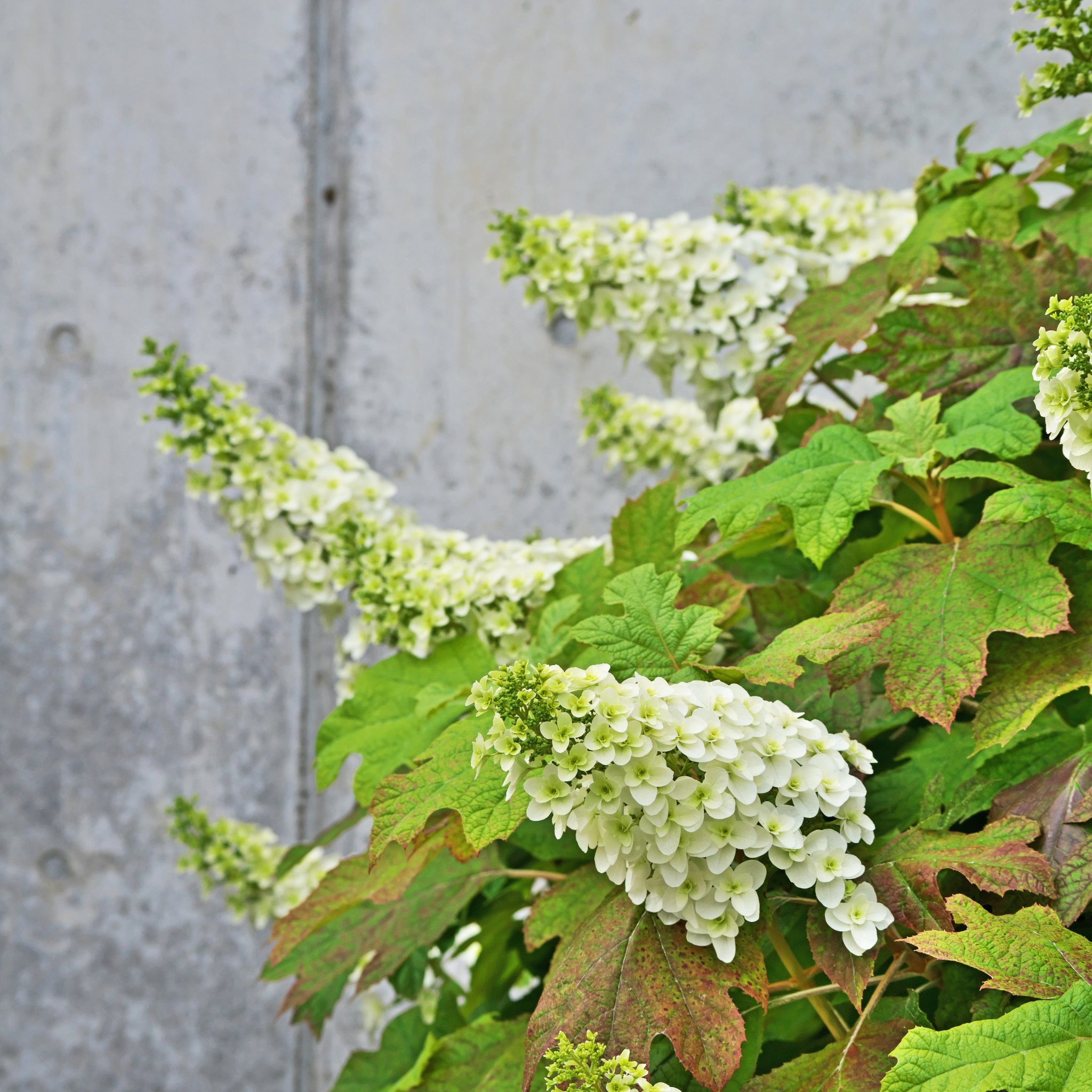 Oakleaf Hydrangea - Hydrangea quercifolia 'Snow Queen'