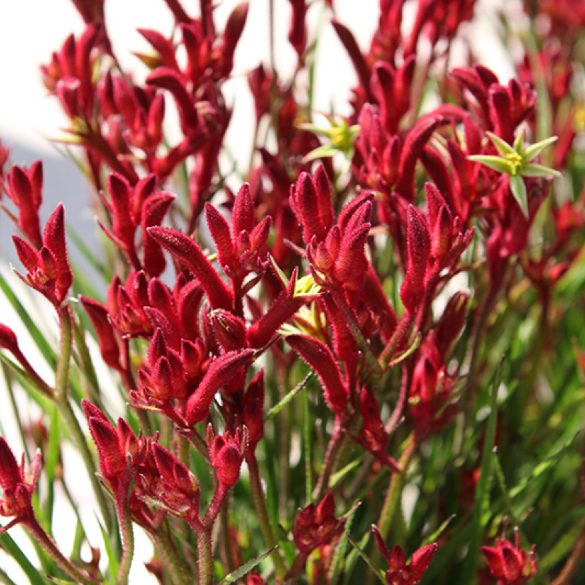 Tall Red Kangaroo Paw 'Big Red' - Anigozanthos hybrida