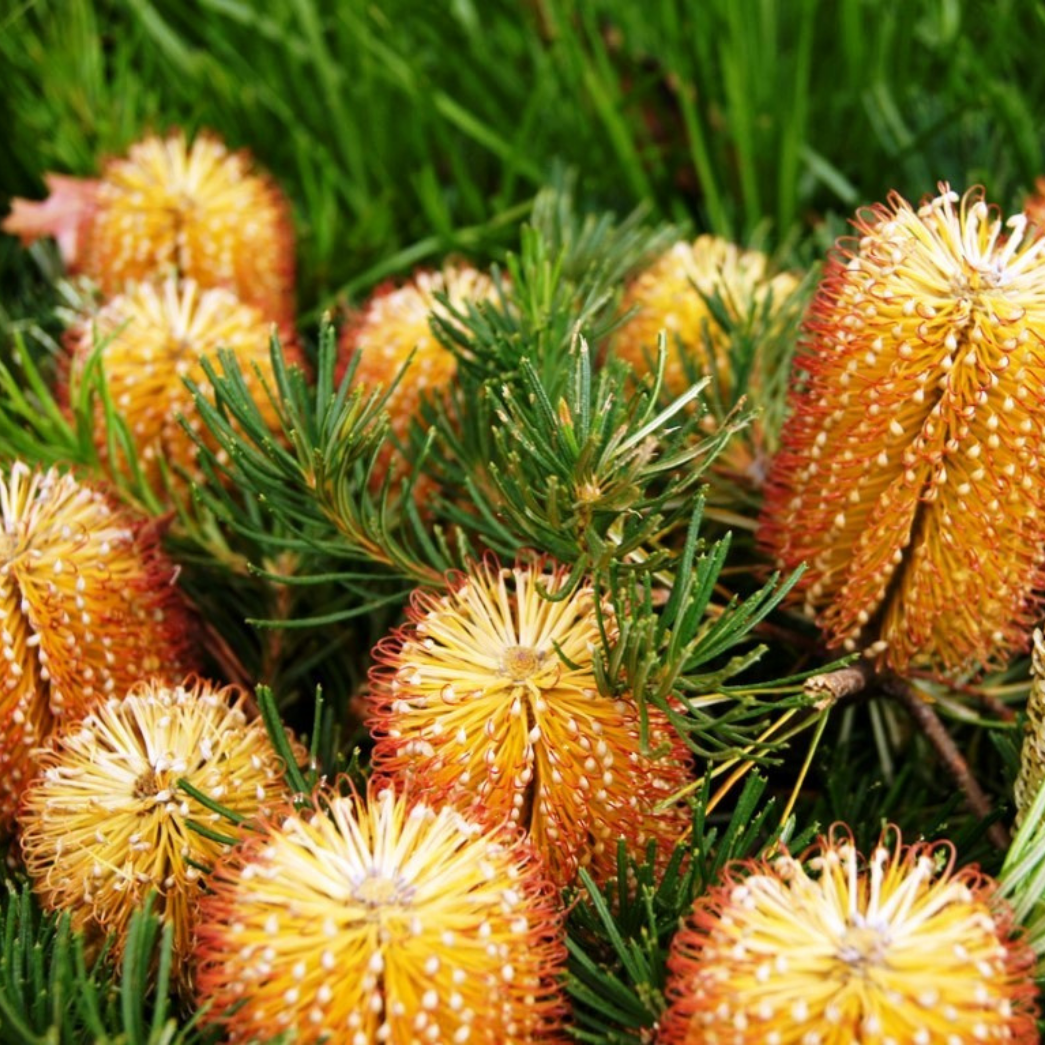 Close-up of orange and yellow flowers with green leaves on a blurred green background