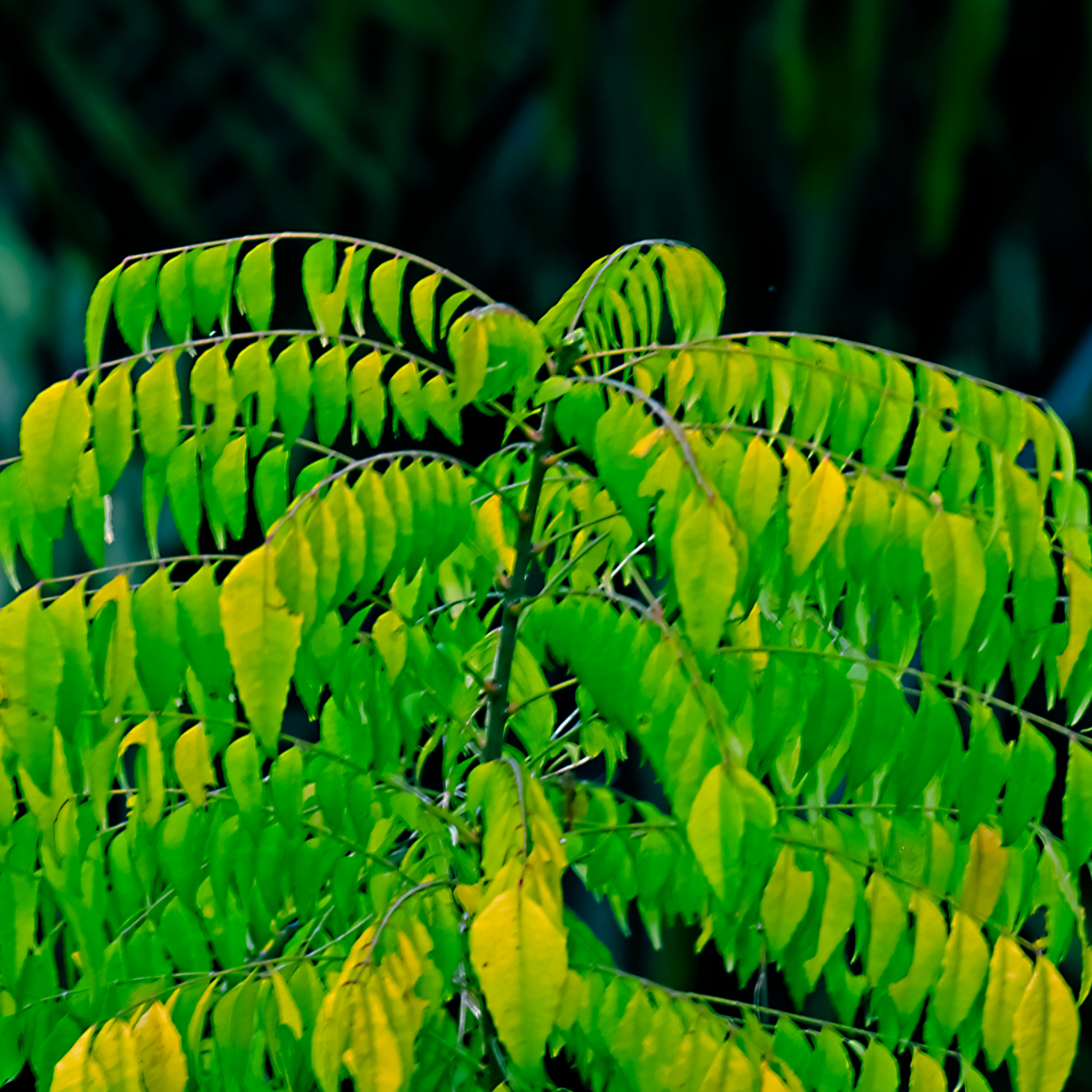 Curry Tree - Murraya koenigii
