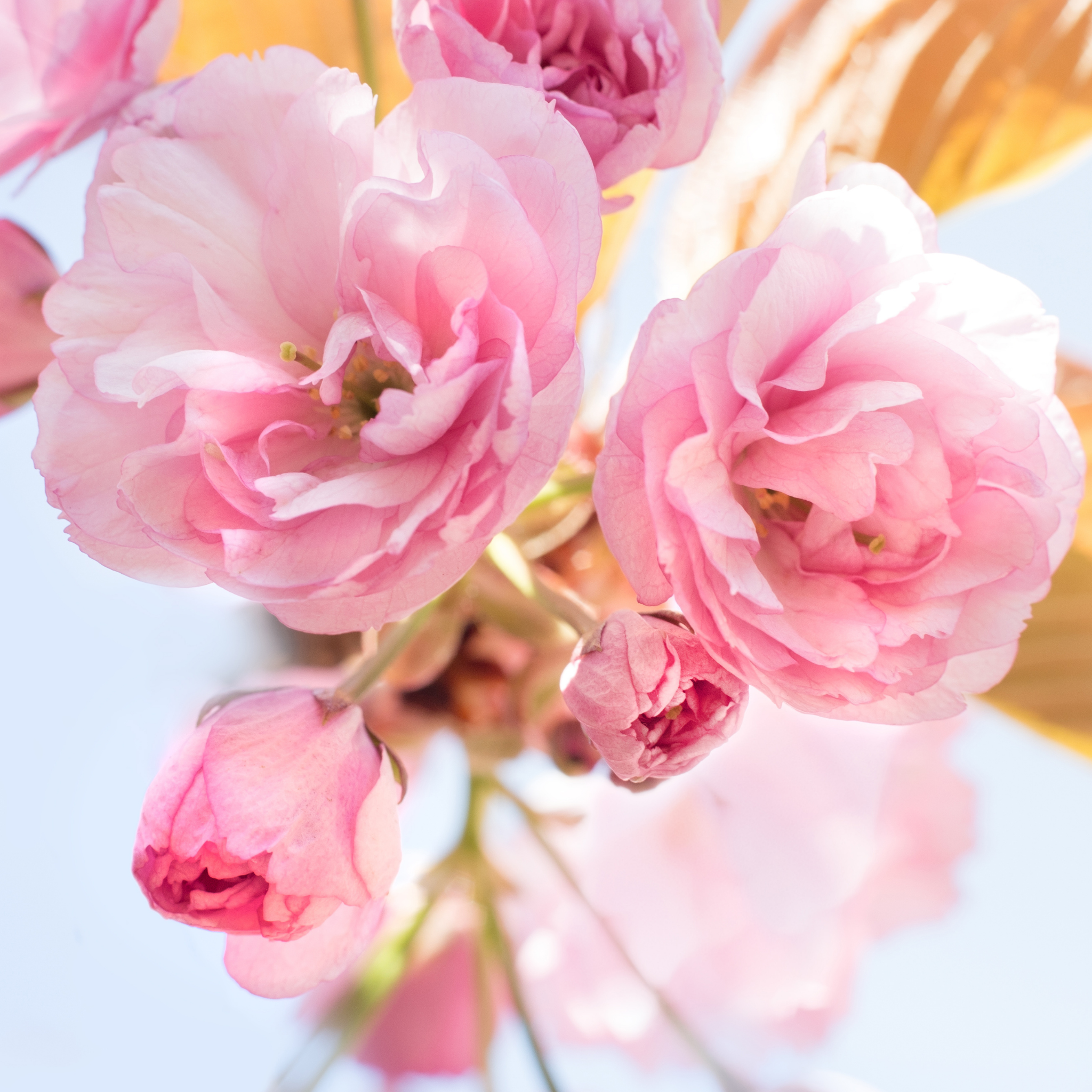 Close-up of pink flowers with a blurred background