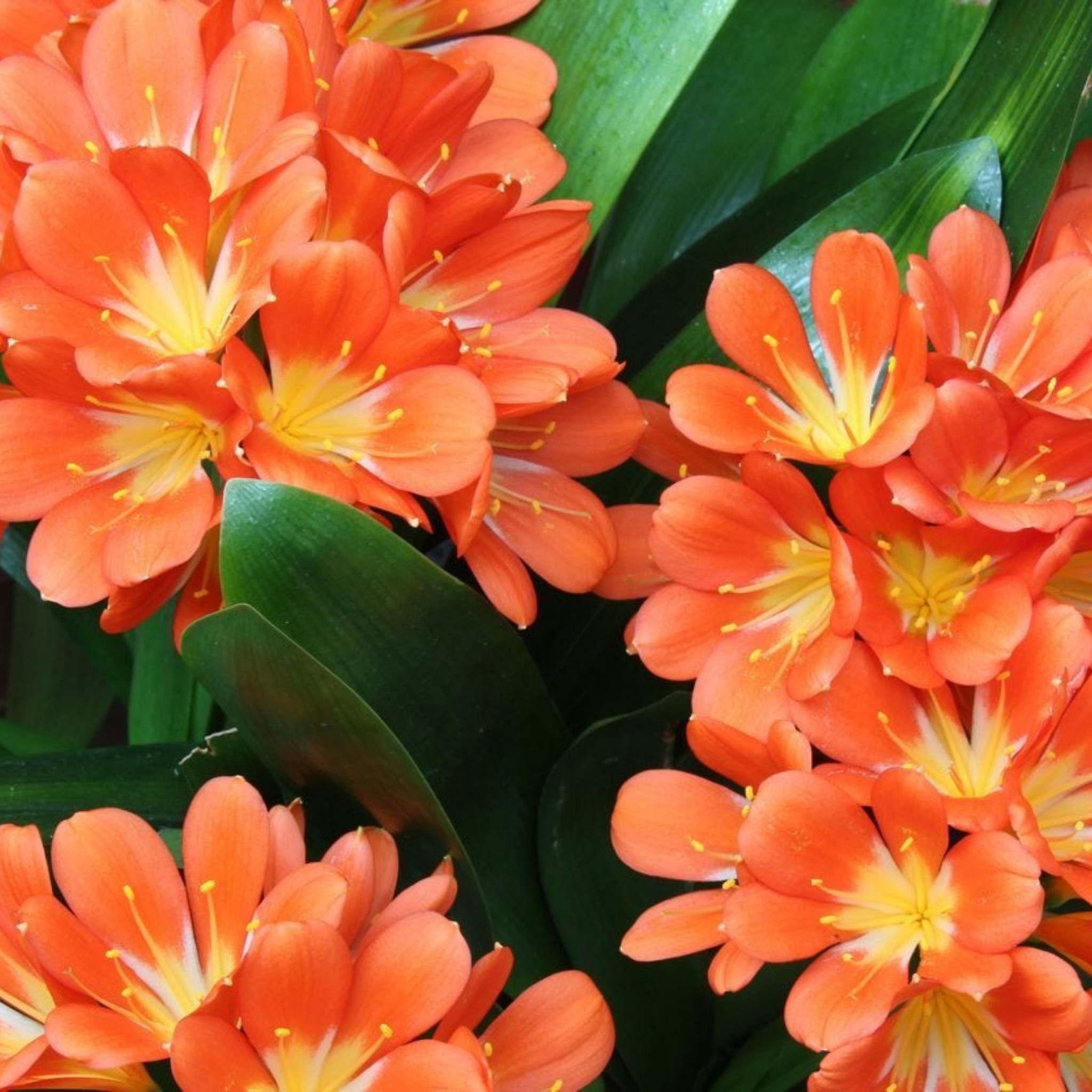 Close-up of bright orange flowers with green leaves
