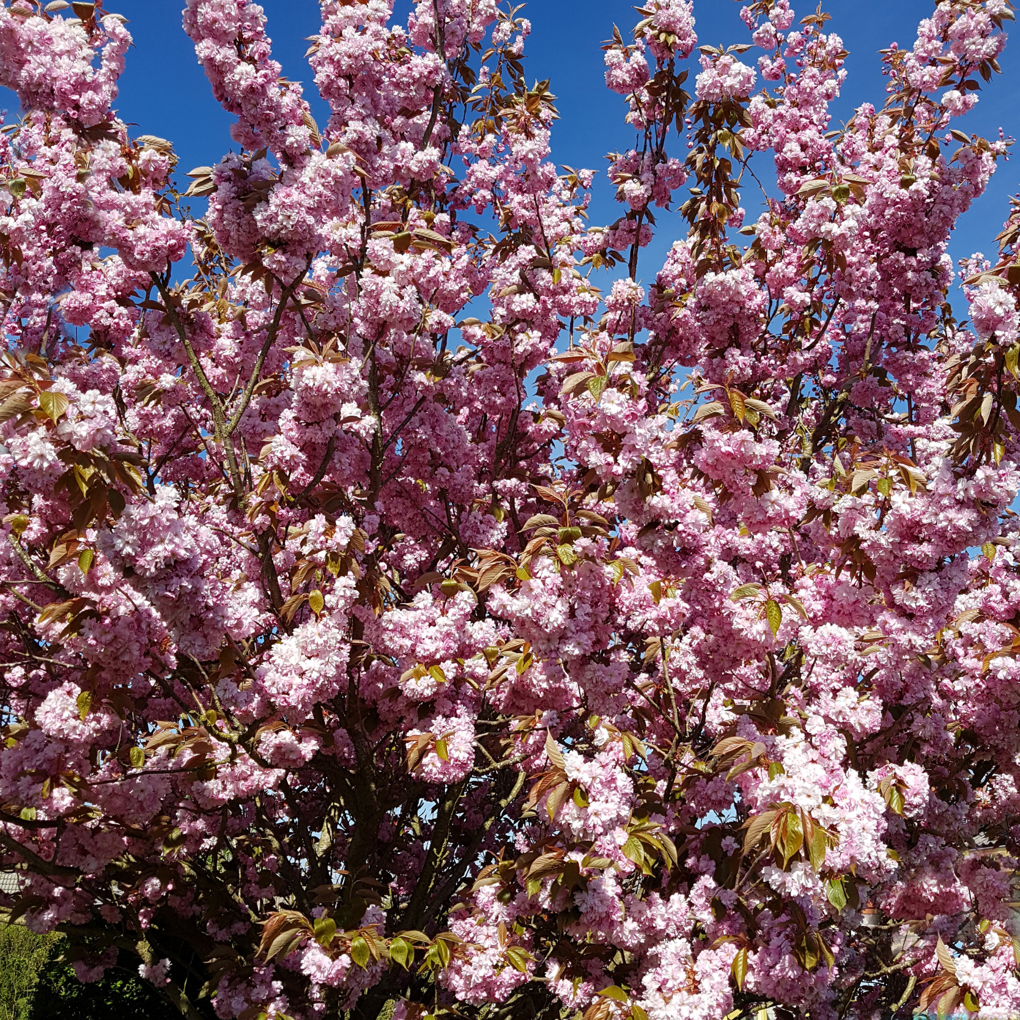 Japanese Flowering Ornamental Cherry - Prunus serrulata 'Kanzan'