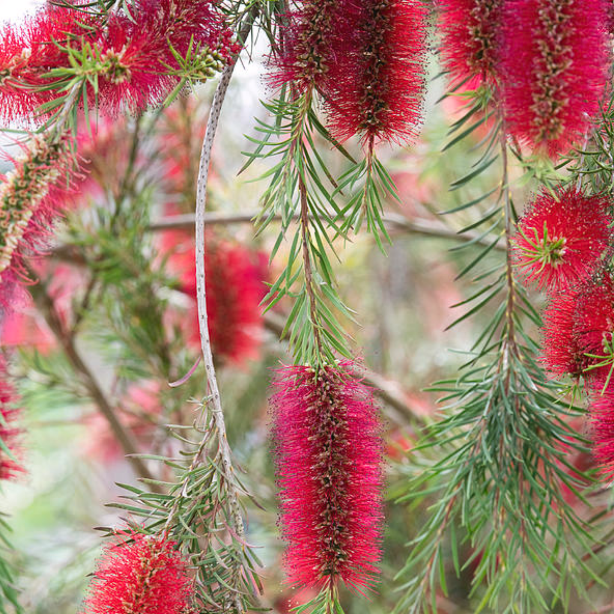 Deep Red Bottlebrush - Callistemon subulatus 'Packers Selection’
