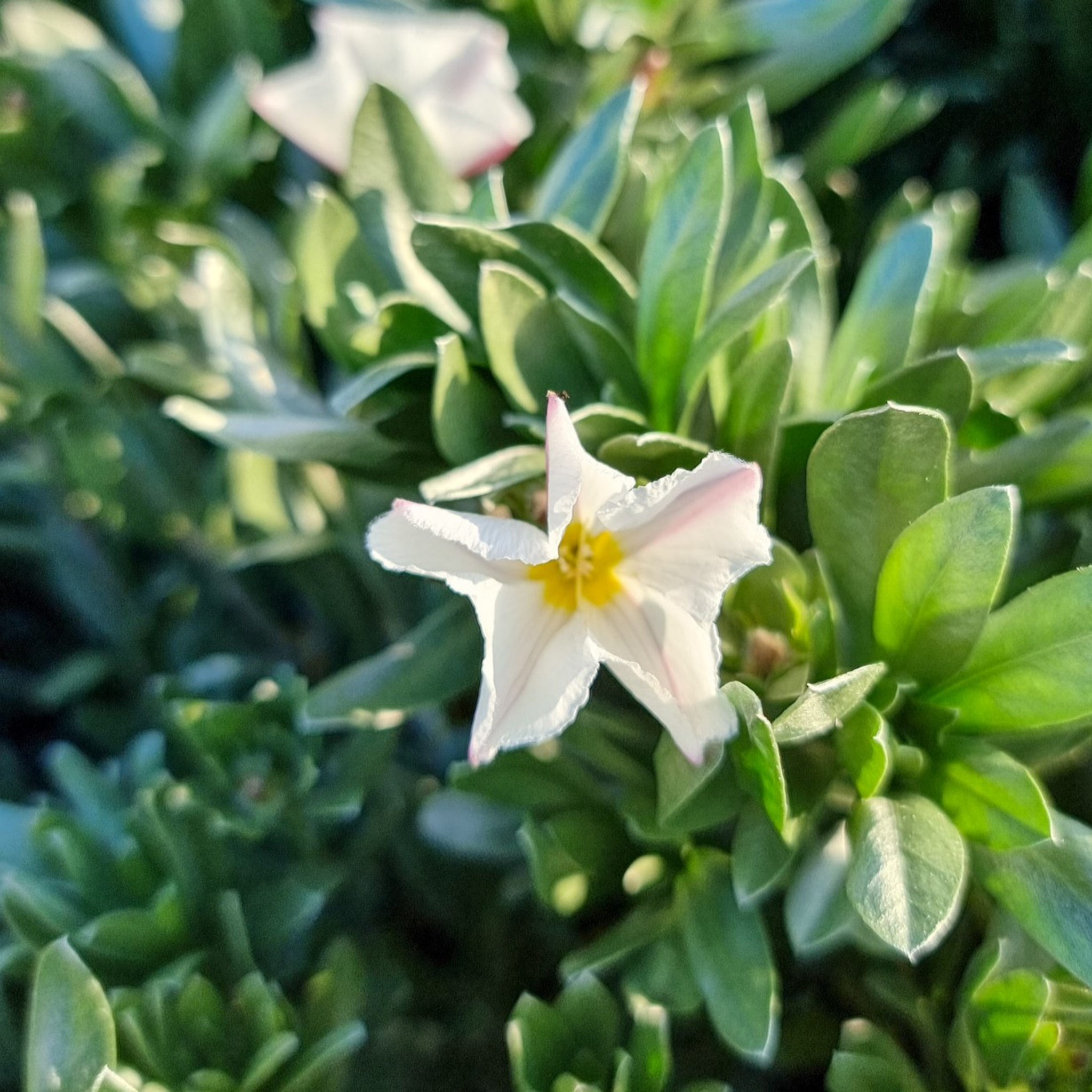 Silver Bush - Convolvulus cneorum