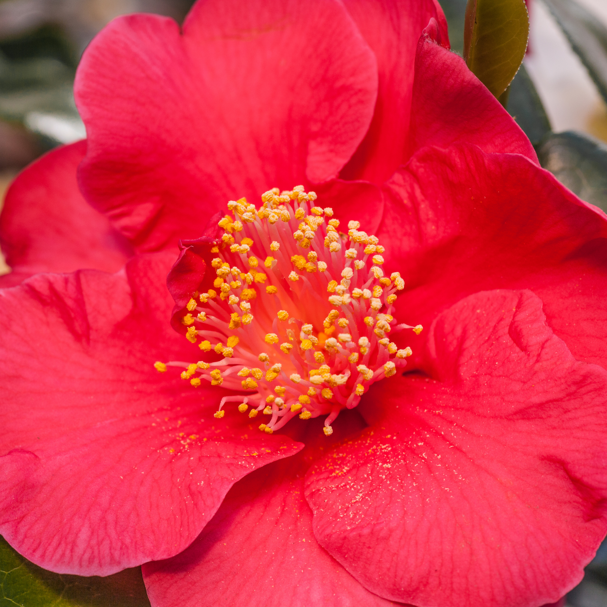 Camellia japonica Wildfire