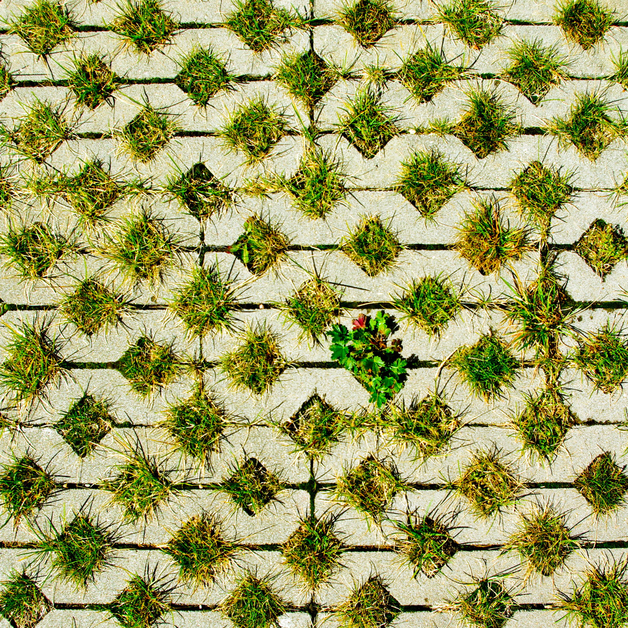 Mondo Grass - Ophiopogon japonicus