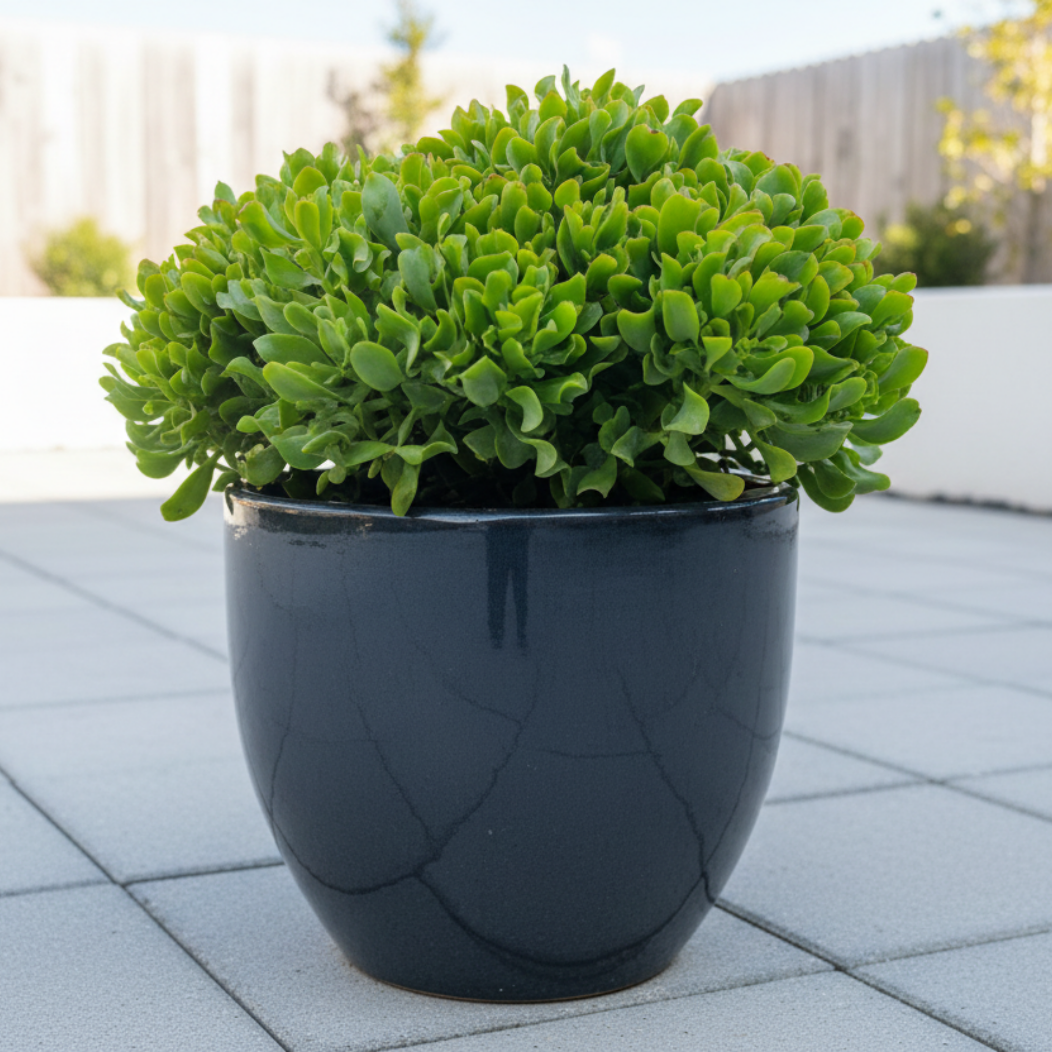 Curly Jade / Crinkle Jade - Crassula ovata 'Undulata'