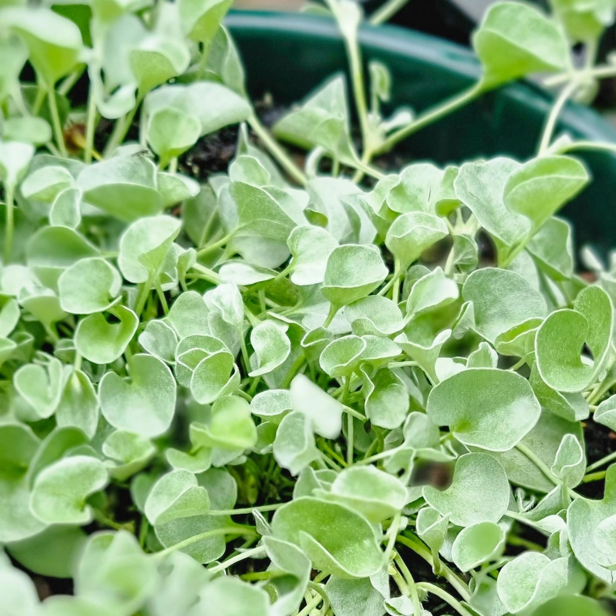 Silver Kidney Grass - Dichondra argentea Silver Falls