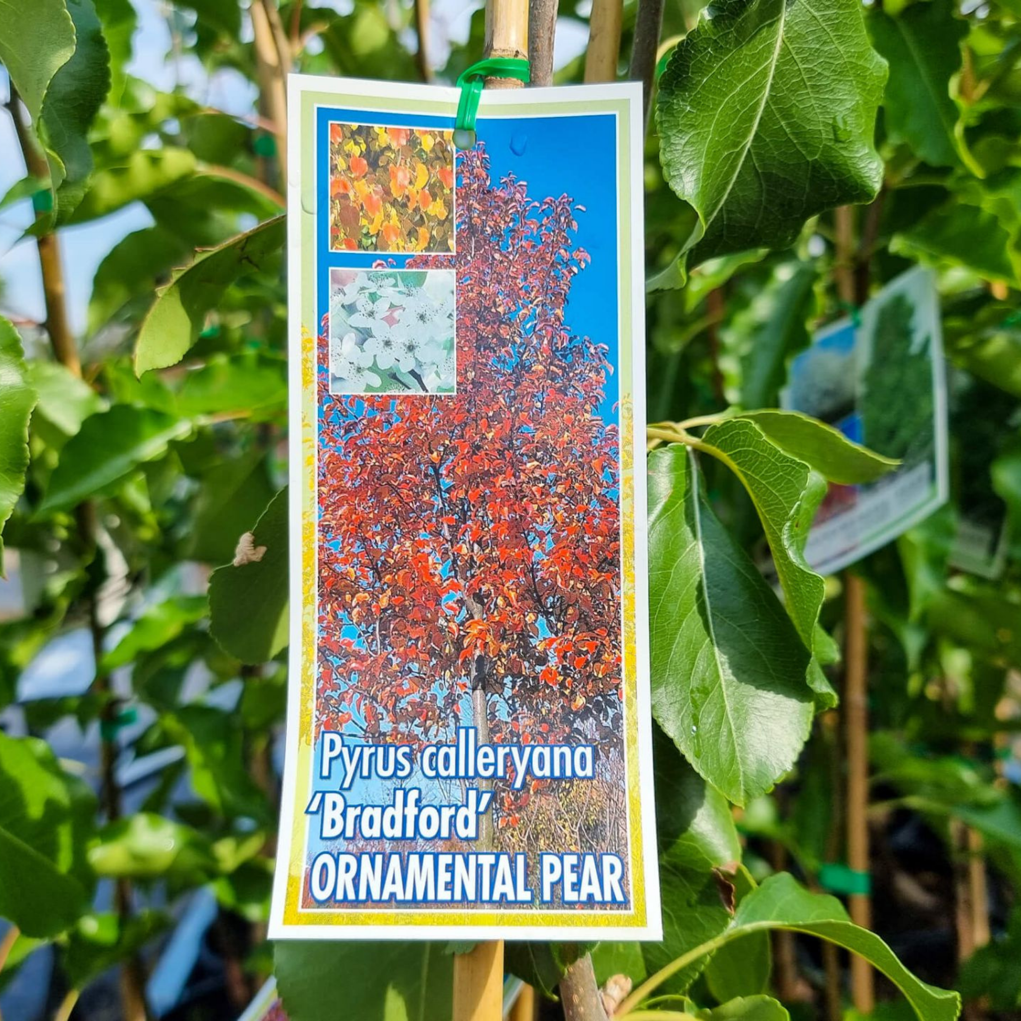 Ornamental Callery Pear Bradford - Pyrus calleryana Bradford