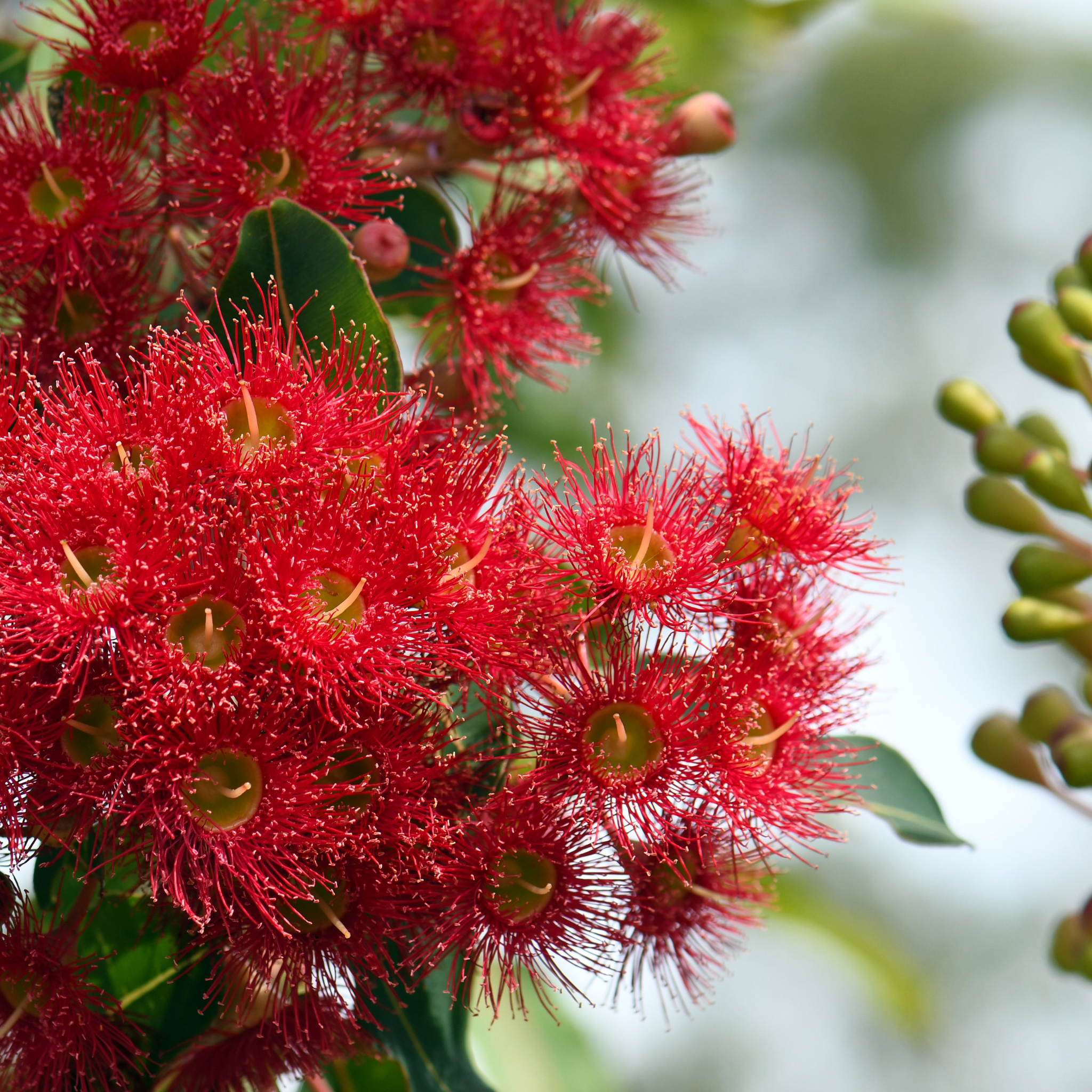 Red Flowering Gum Wildfire - Corymbia ficifolia 'Wildfire'