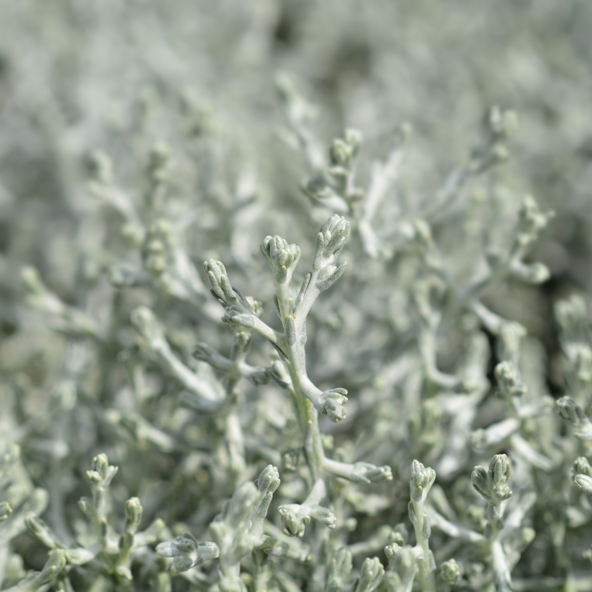 Cushion Bush - Leucophyta brownii