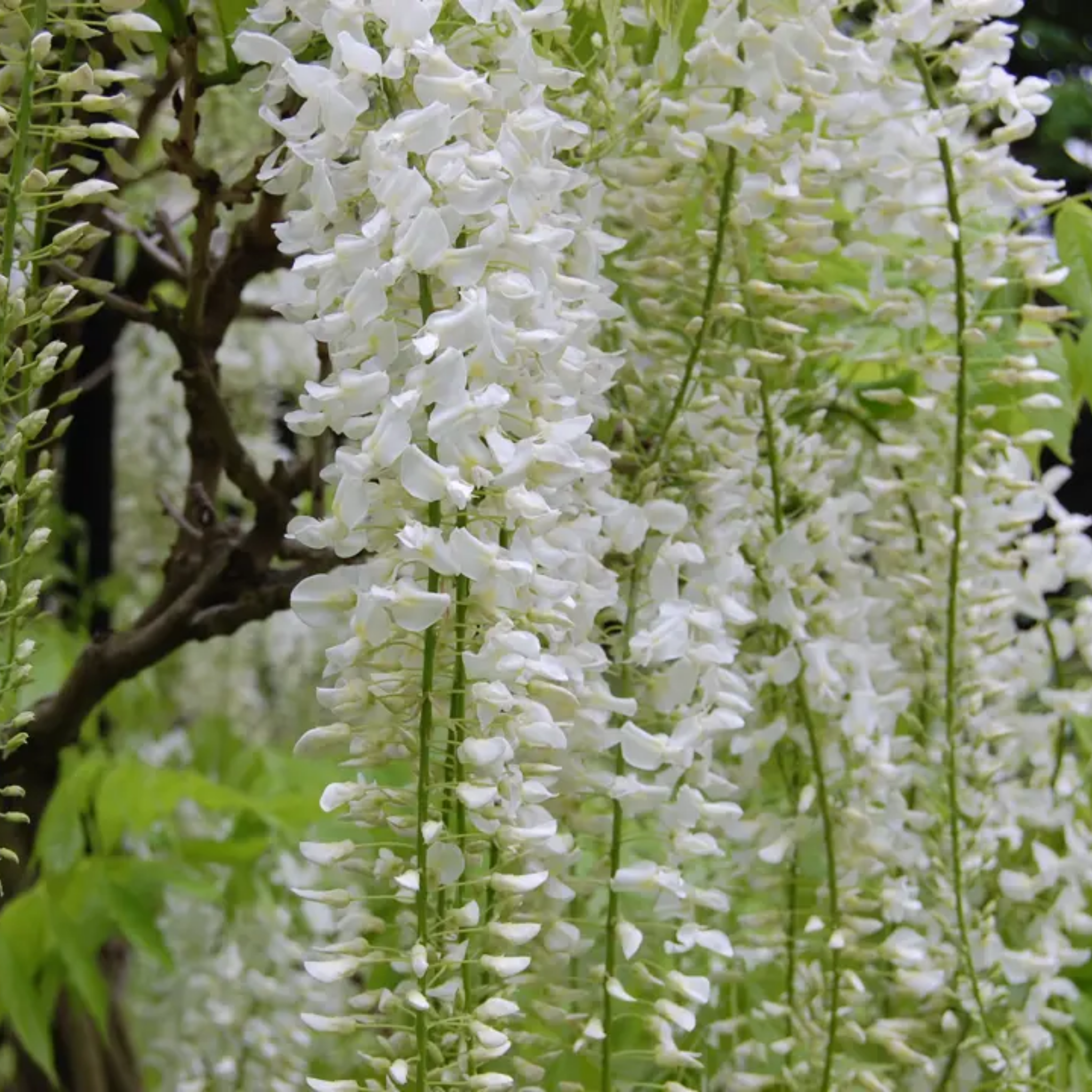 White Japanese Wisteria - Wisteria floribunda Alba