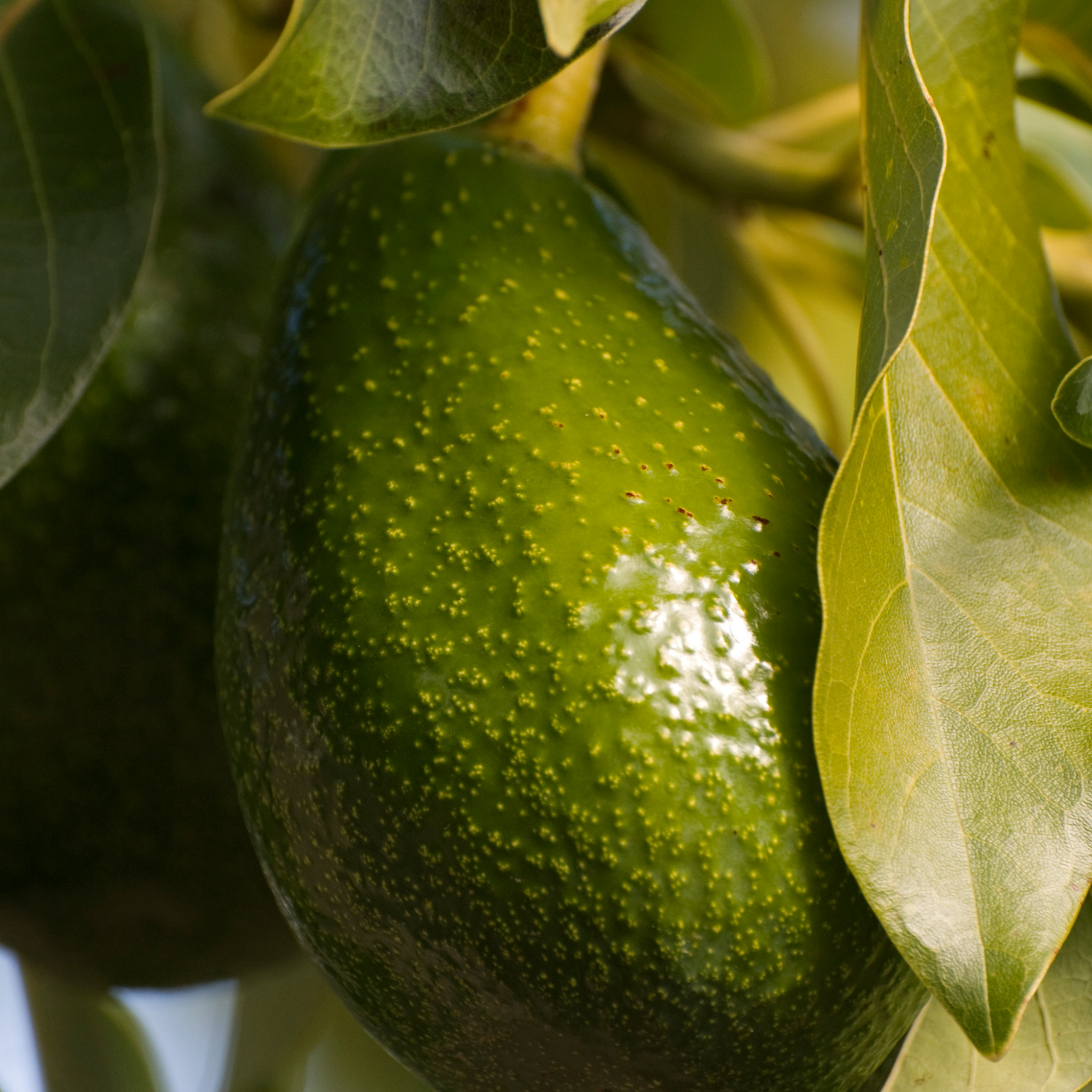 Jala Avocado Tree - Persea americana 'Jala'