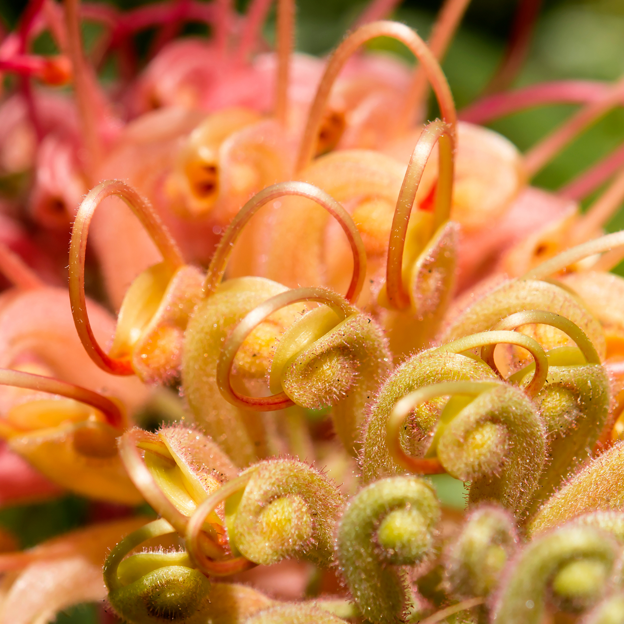 Grevillea hybrida Peaches and Cream