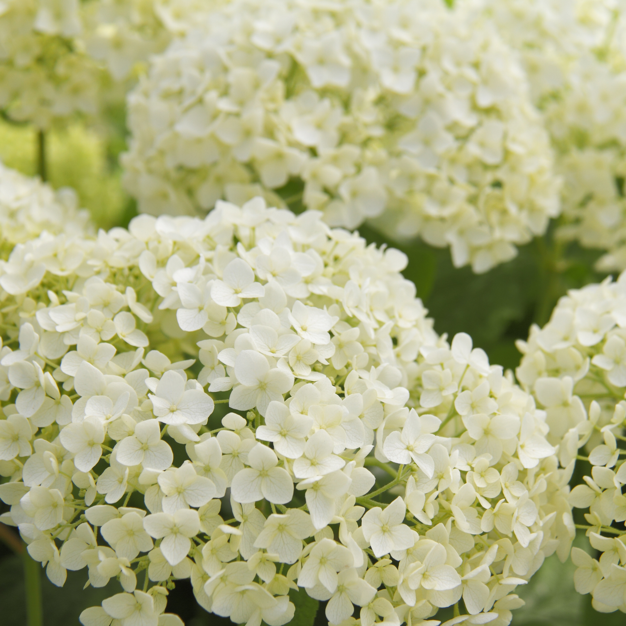 Hydrangea arborescens 'Annabelle' – Smooth Hydrangea
