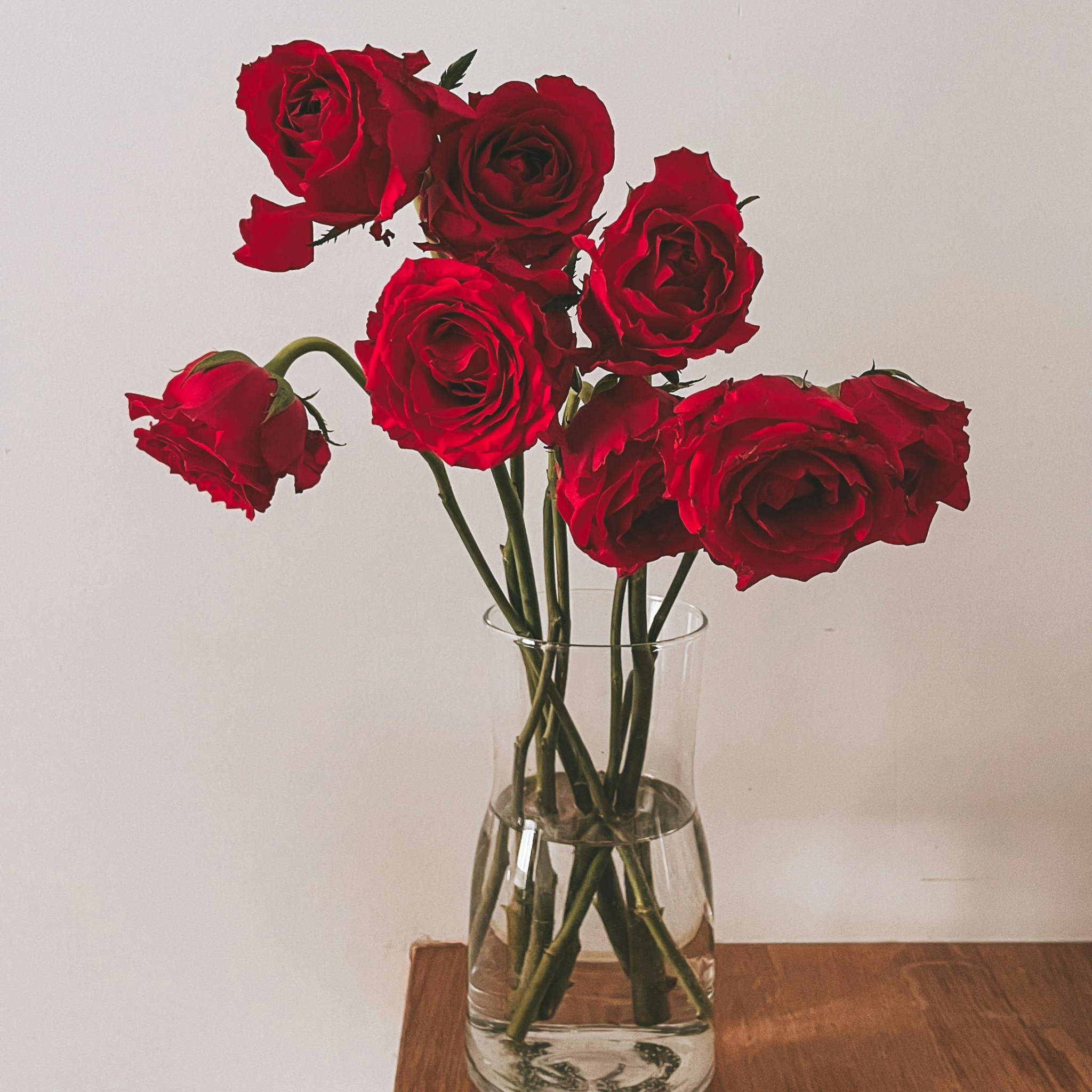 Climbing Rose - Rosa Red Pierre de Ronsard