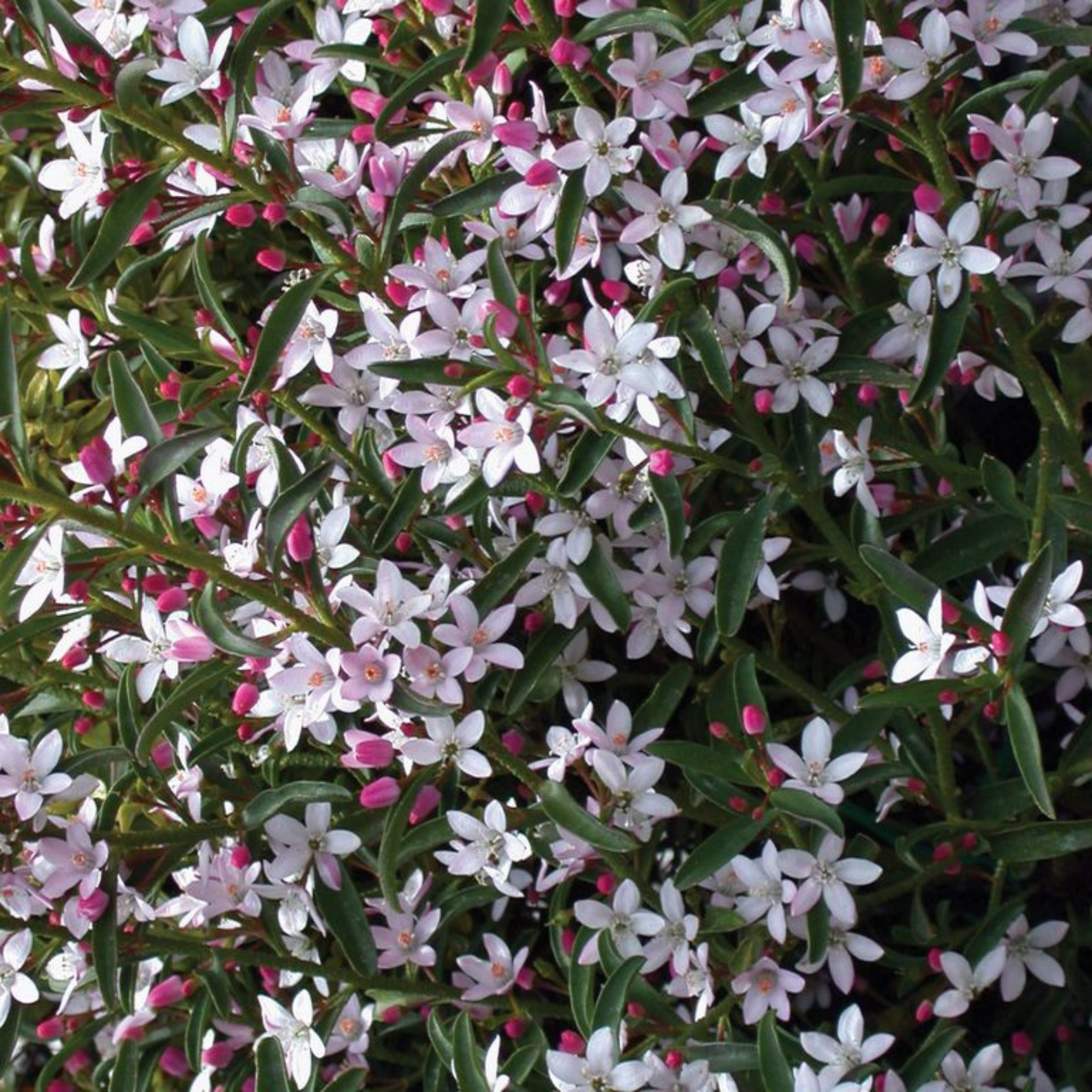 Long Leaf Wax Flower Winter Rouge - Philotheca myoporoides Winter Rouge