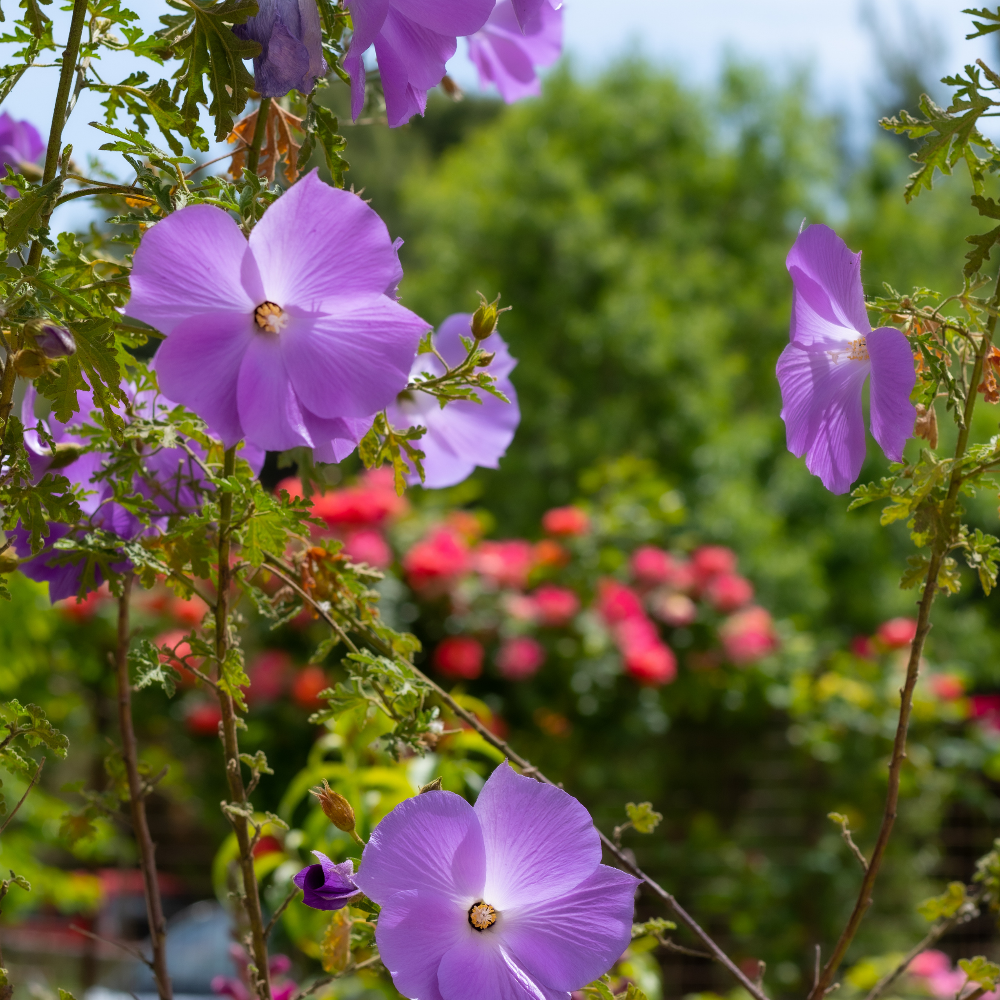 Native Hibiscus - Alyogyne huegelii 'East Coast Gem'