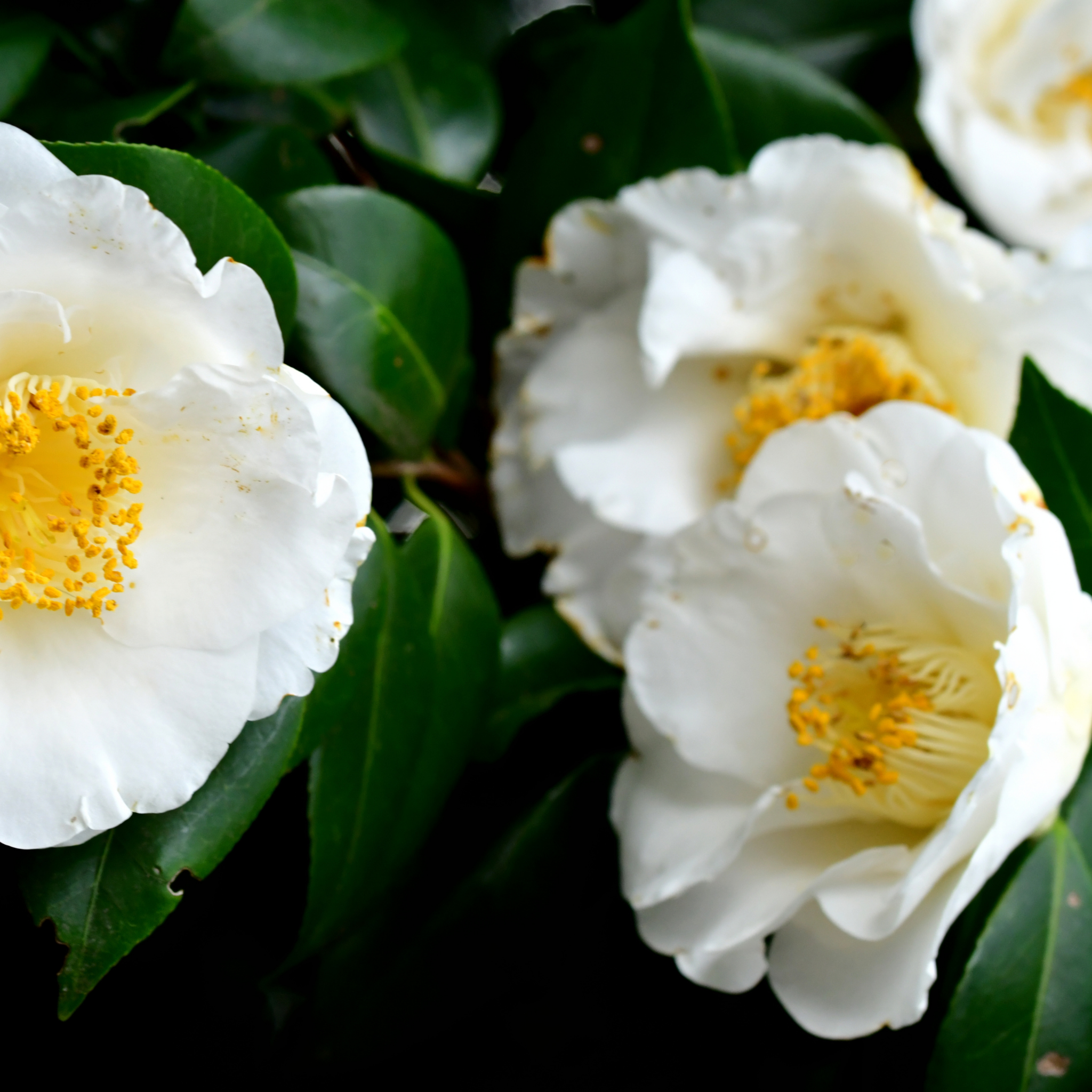 Camellia japonica Lovelight