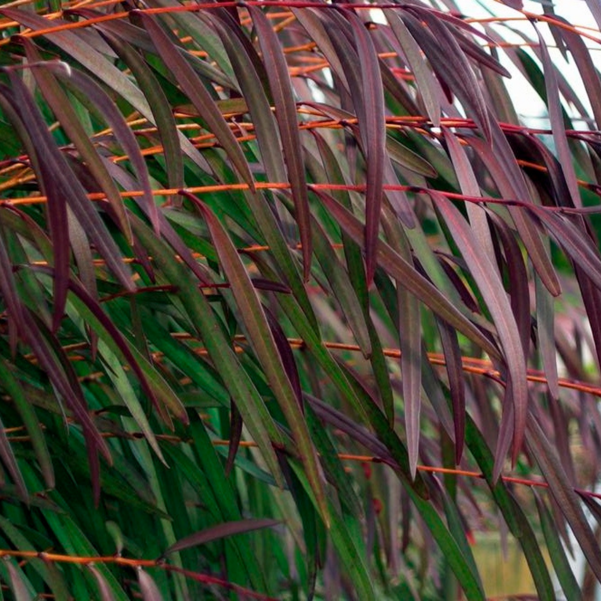 Close-up of green and purple leaves with a blurred background
