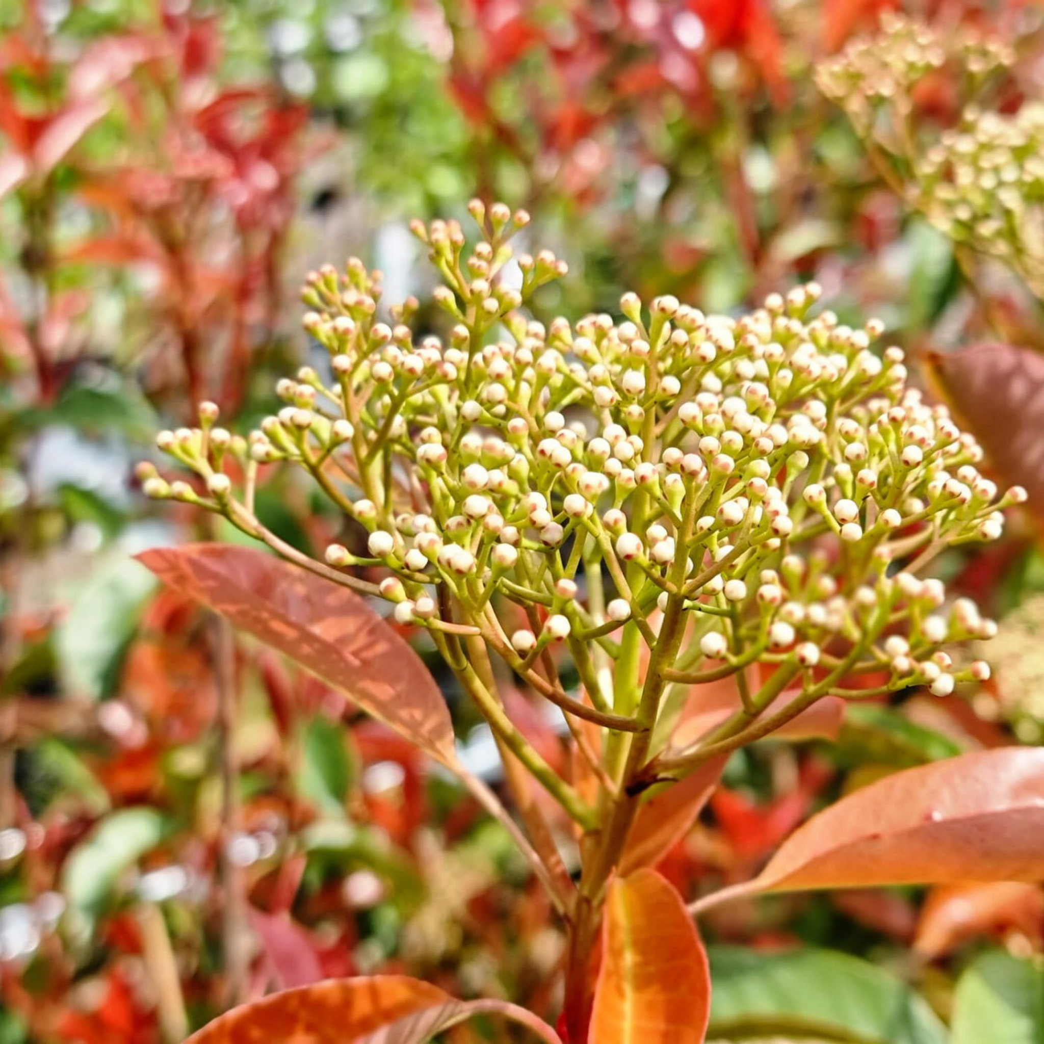 Close-up of a plant with small white flowers and red leaves.
