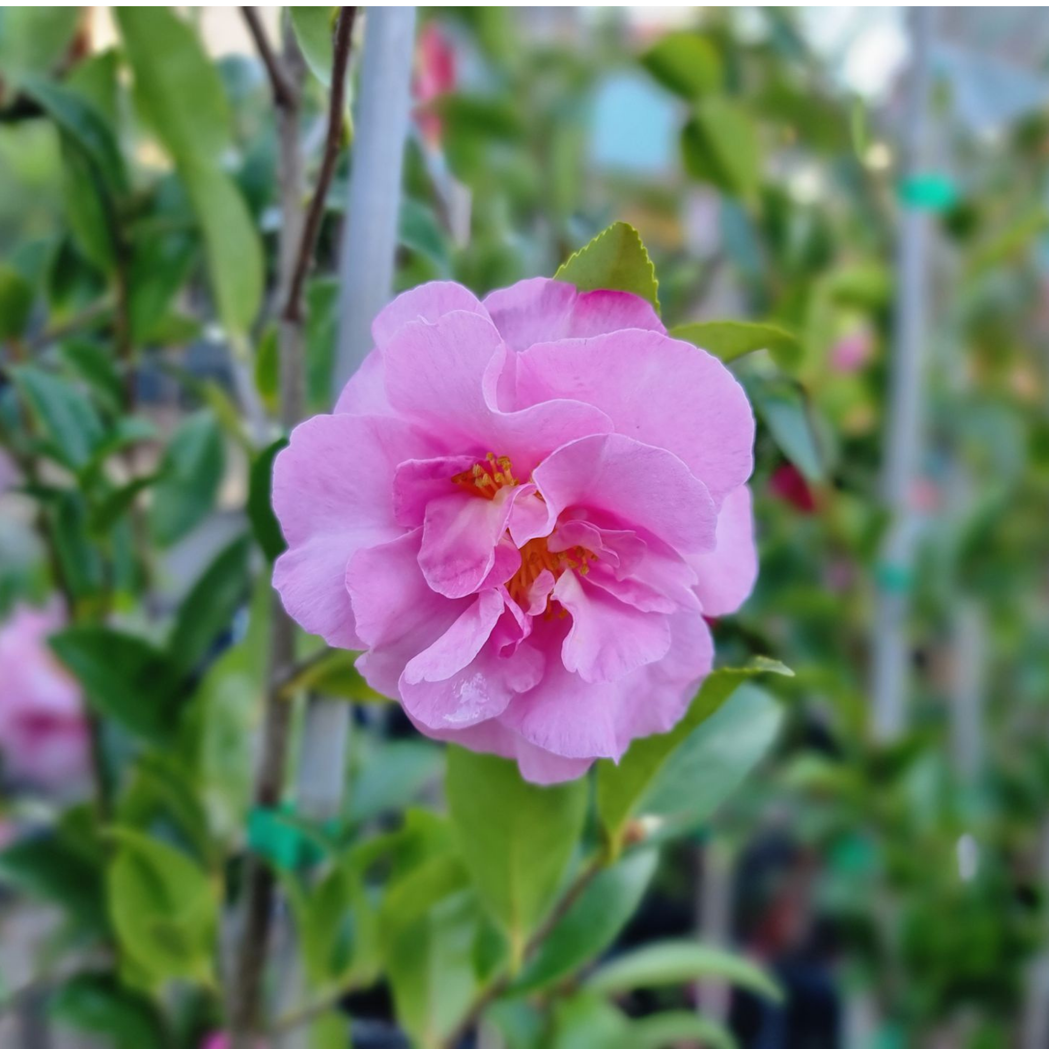Camellia Jennifer Susan - Camellia sasanqua 'Jennifer Susan'