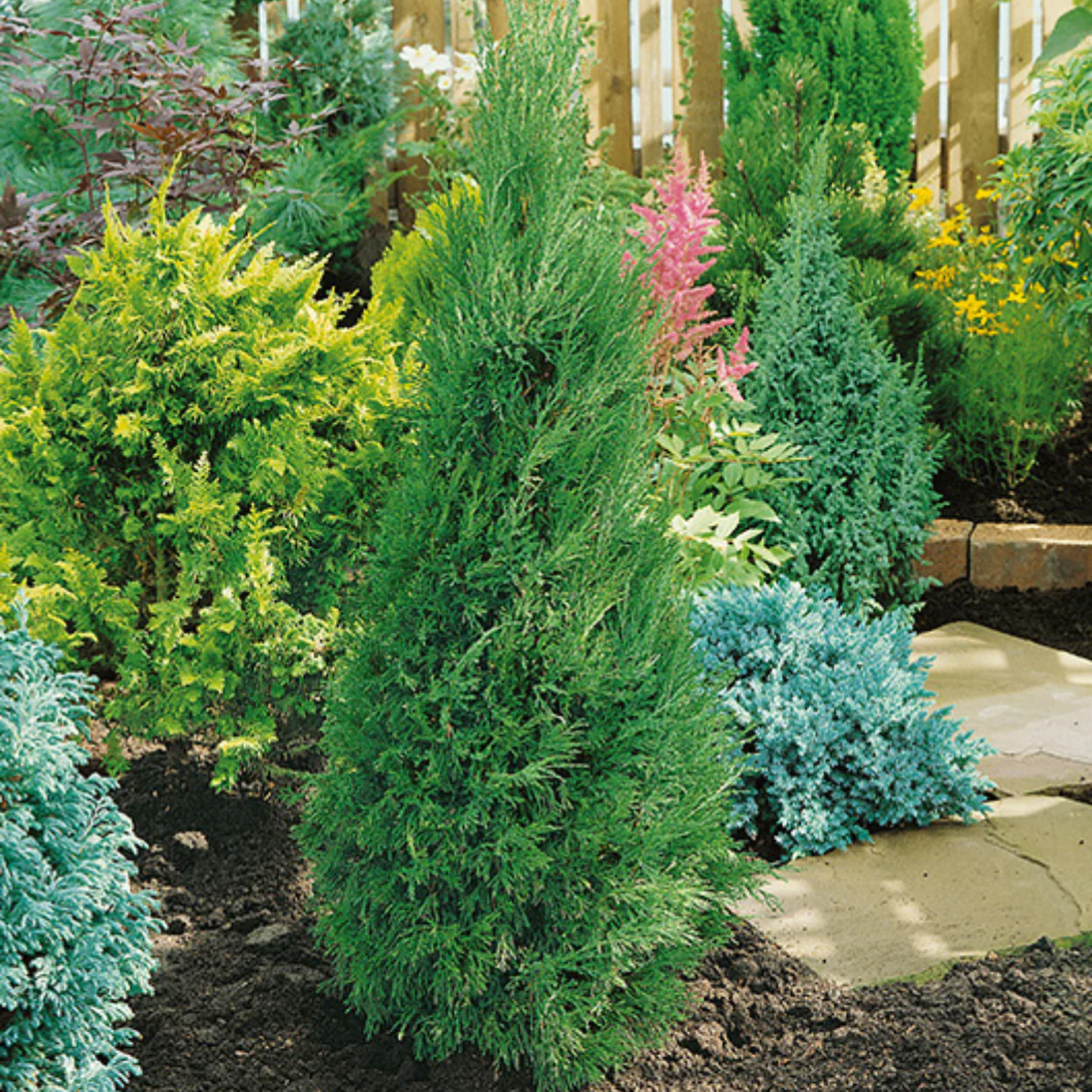 Juniperus chinensis ‘Spartan’ - Chinese Juniper Conifer