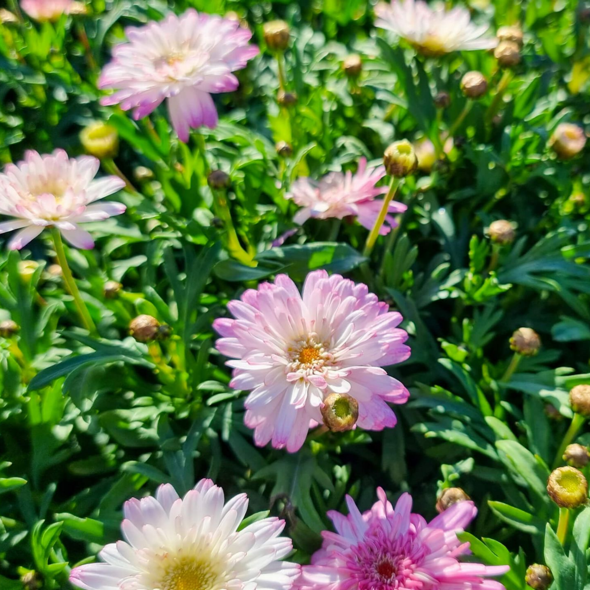 Marguerite Daisy Honeybees Spider Pink - Argyranthemum hybrida 'Honeybees Spider Pink'