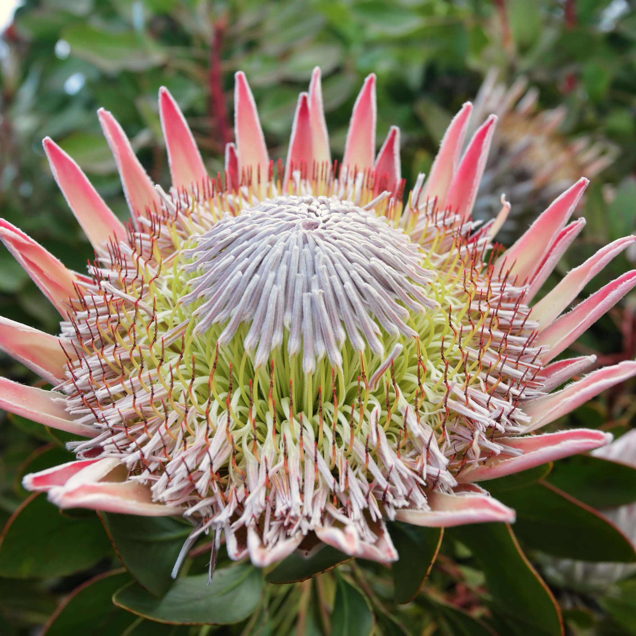 King Pink King Protea - Protea cynaroides King Pink