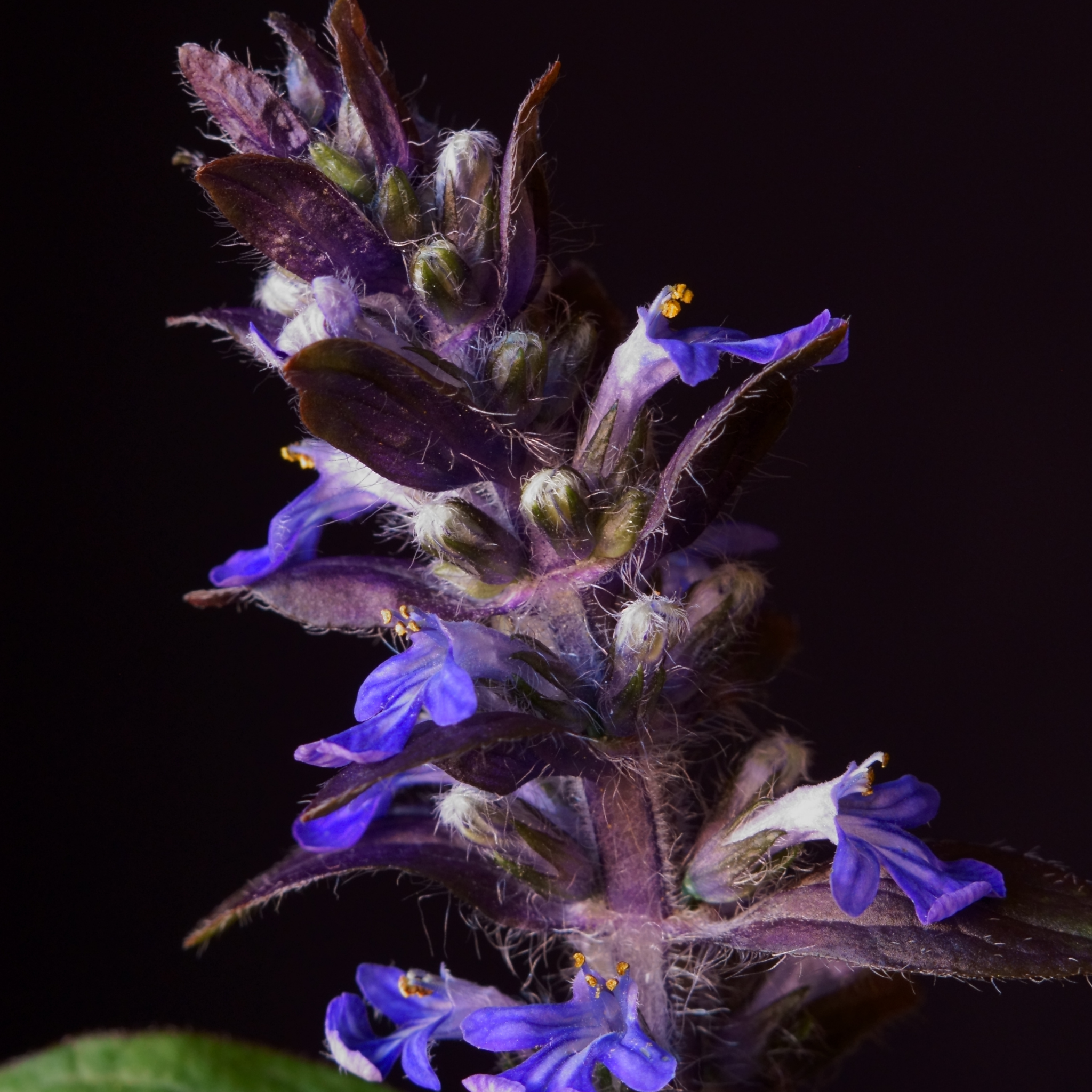 Hardy Blue Bugle (Bugleweed) - Ajuga reptans Tuff And Tidy