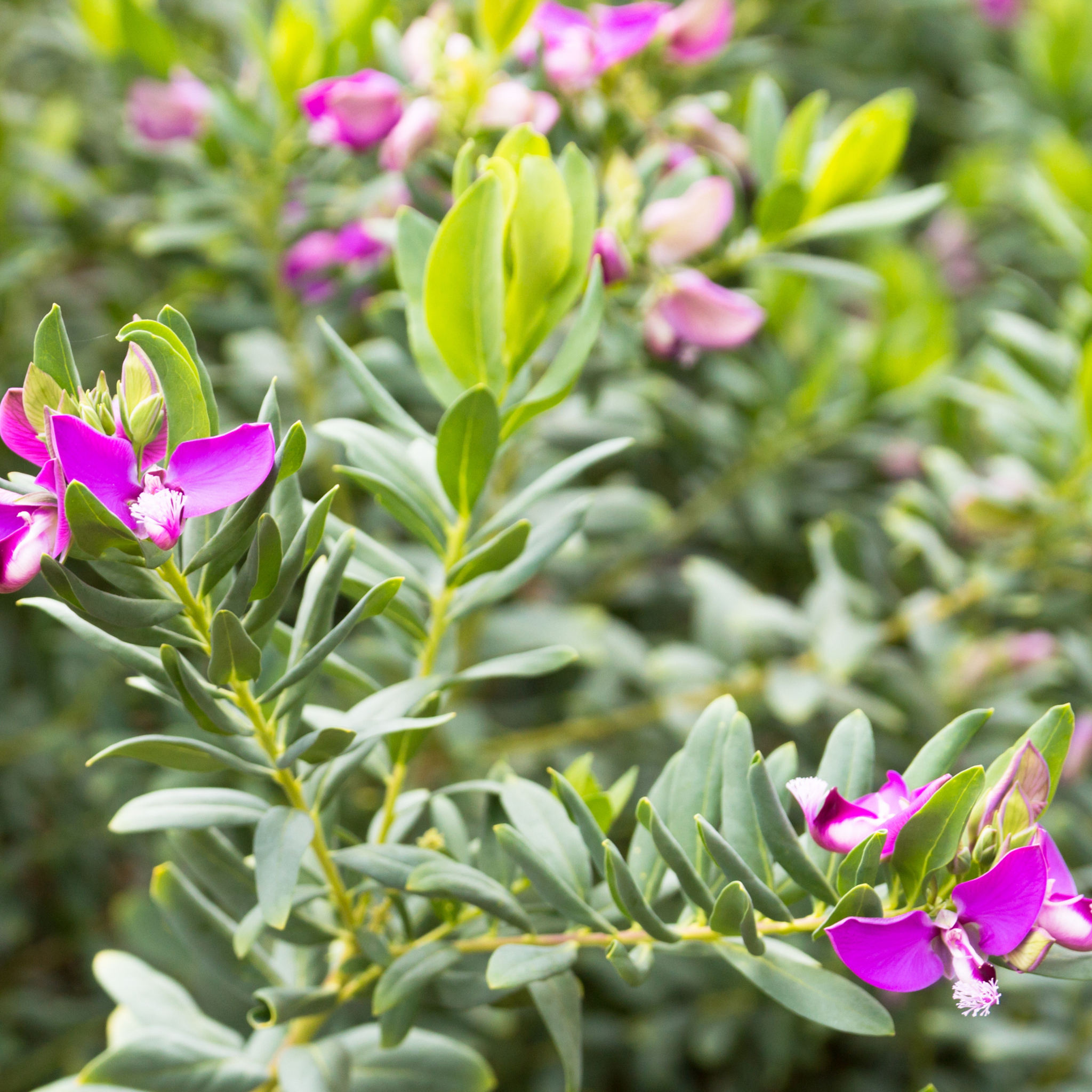 Sweet Pea Shrub - Polygala myrtiflora Grandiflora