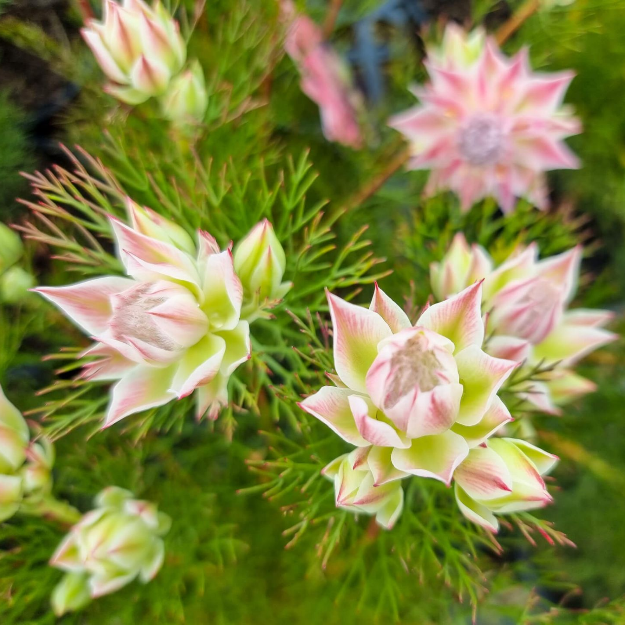 Pretty N Pink Blushing Bride - Serruria florida rosea Pretty N Pink
