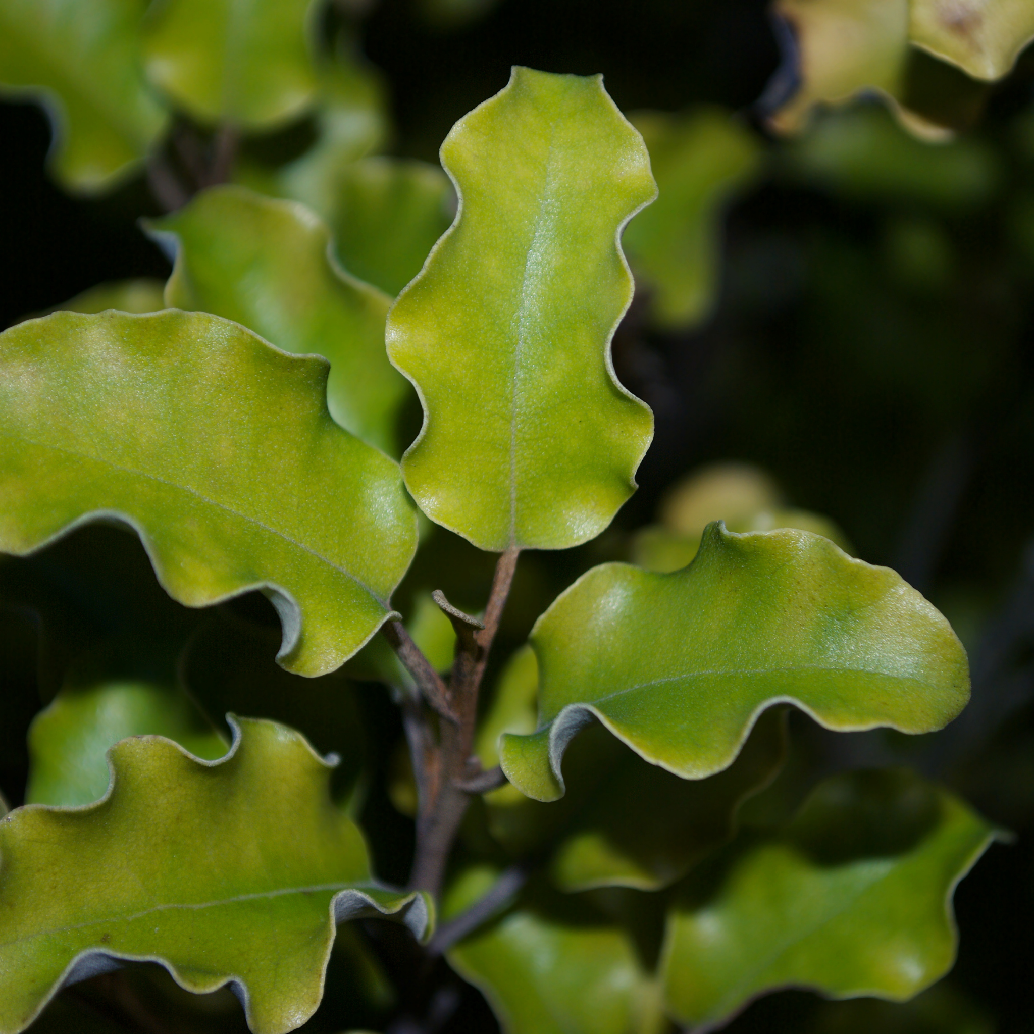 Close-up of green leaves with a blurred background