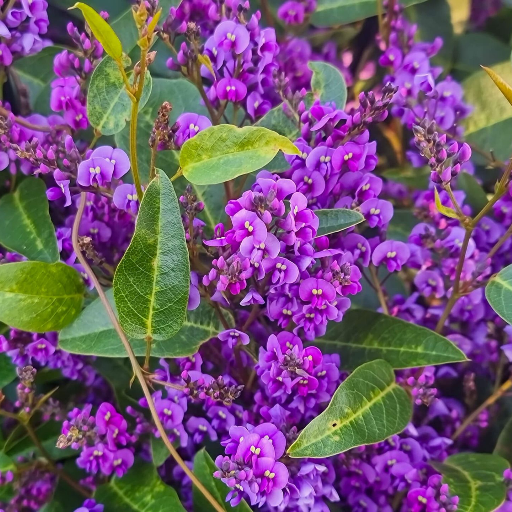Hardenbergia violacea Happy Wanderer - Native Wisteria