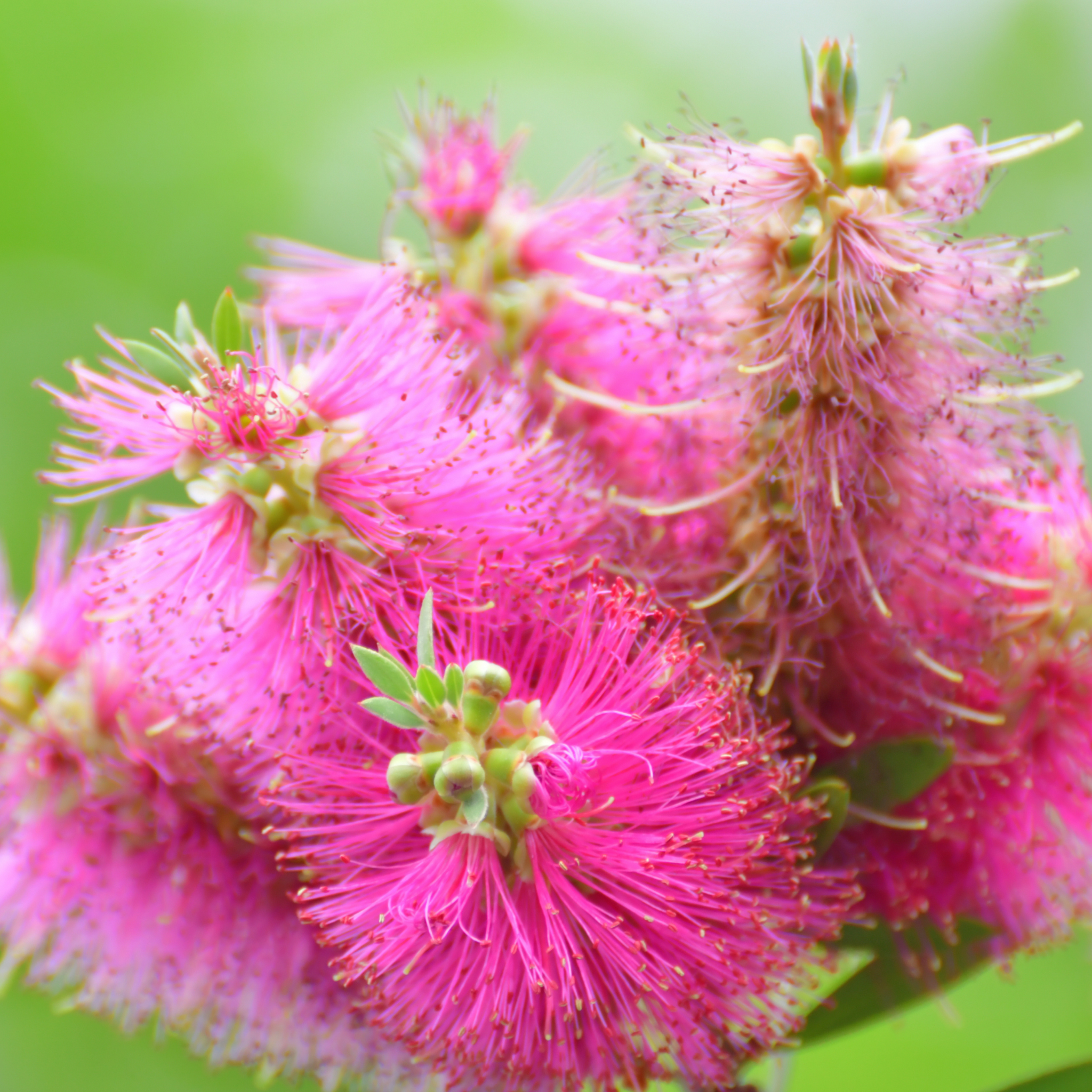 Pink Bottlebrush - Callistemon hybrida 'Candy Pink'