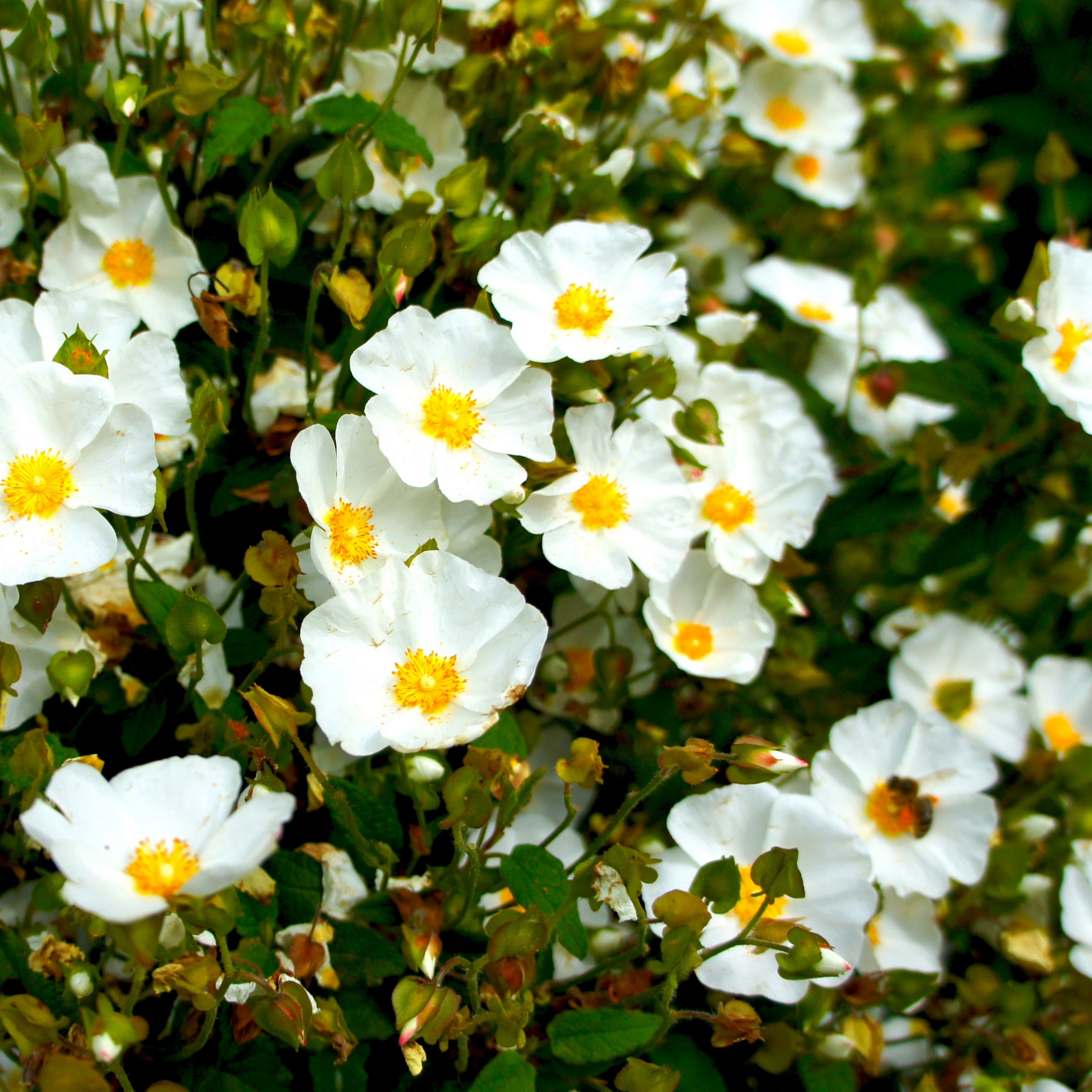 Sage Leaved Rockrose - Cistus salviifolius